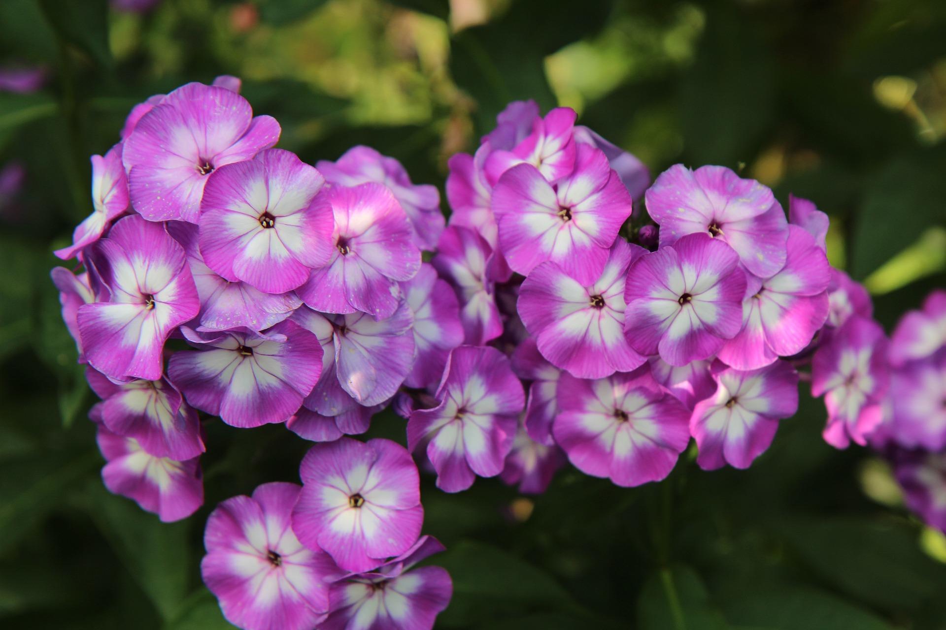 Phlox Flame (PPAF)' Tall Summer from Leo Berbee Bulb