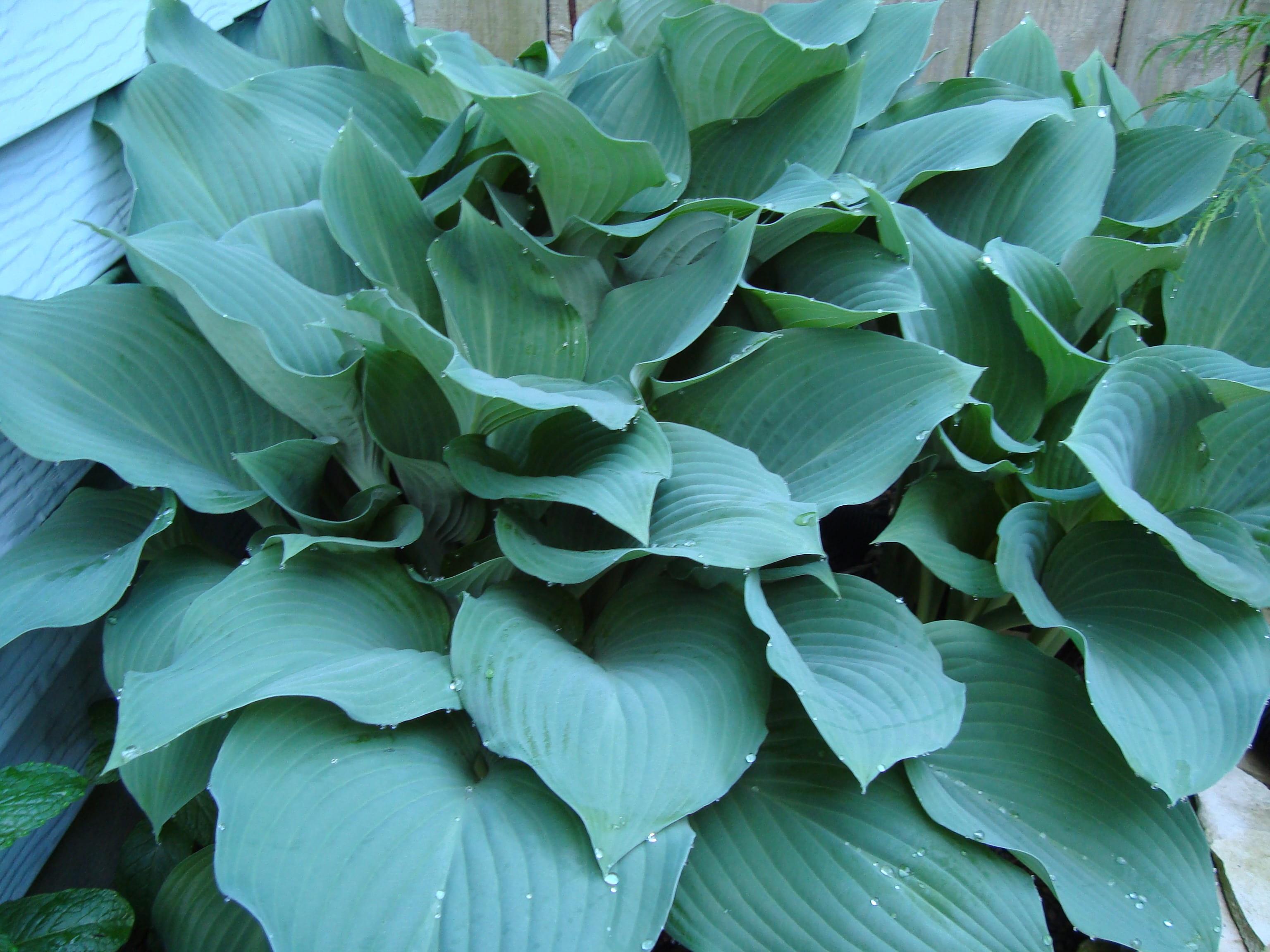 Hosta 'Krosse Regal' - Hosta (Shipping begins Feb. 2022) from Leo Berbee Bulb Company