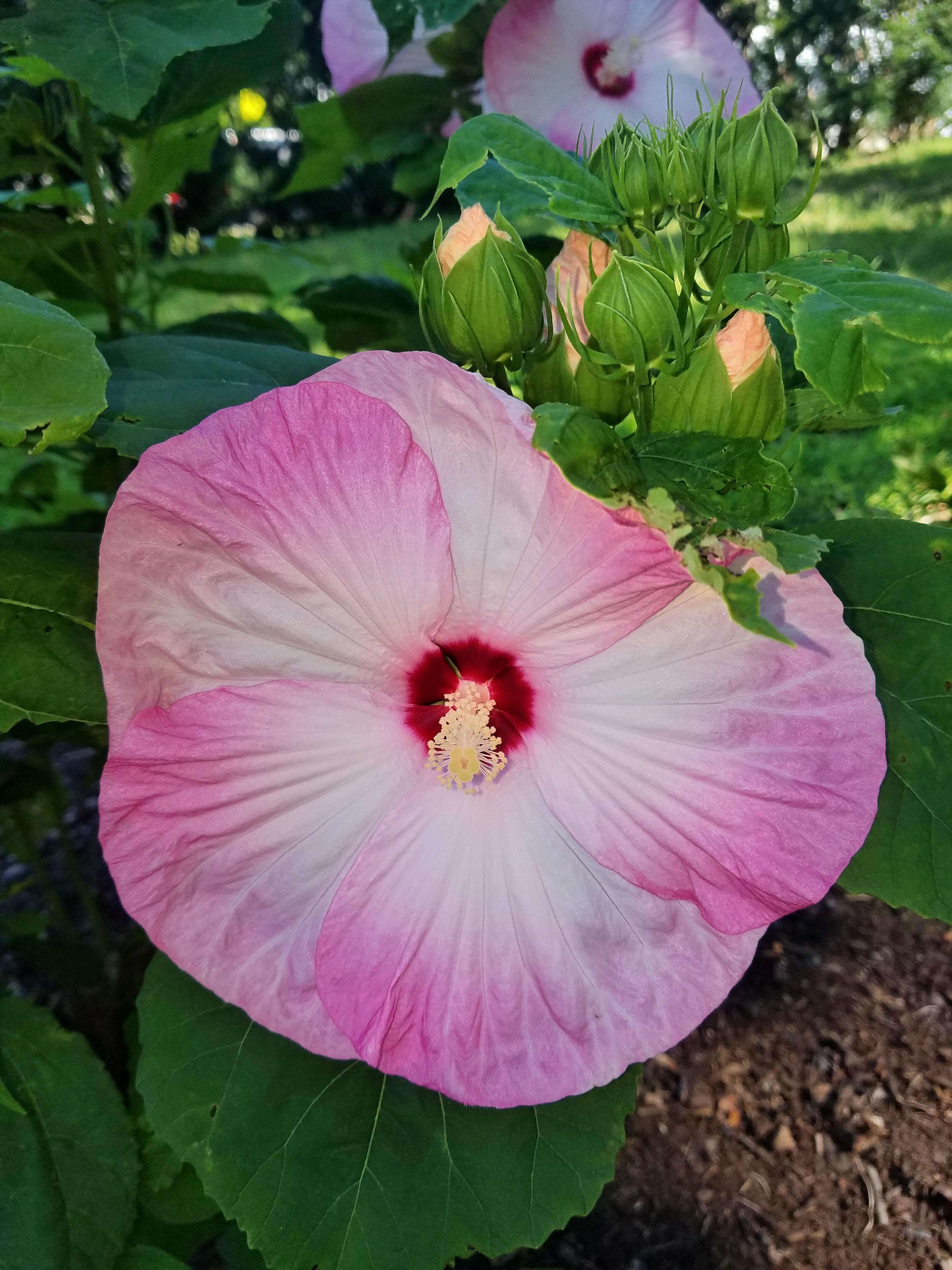Hardy Hibiscus 'Luna Pink Swirl' - from Leo Berbee Bulb Company