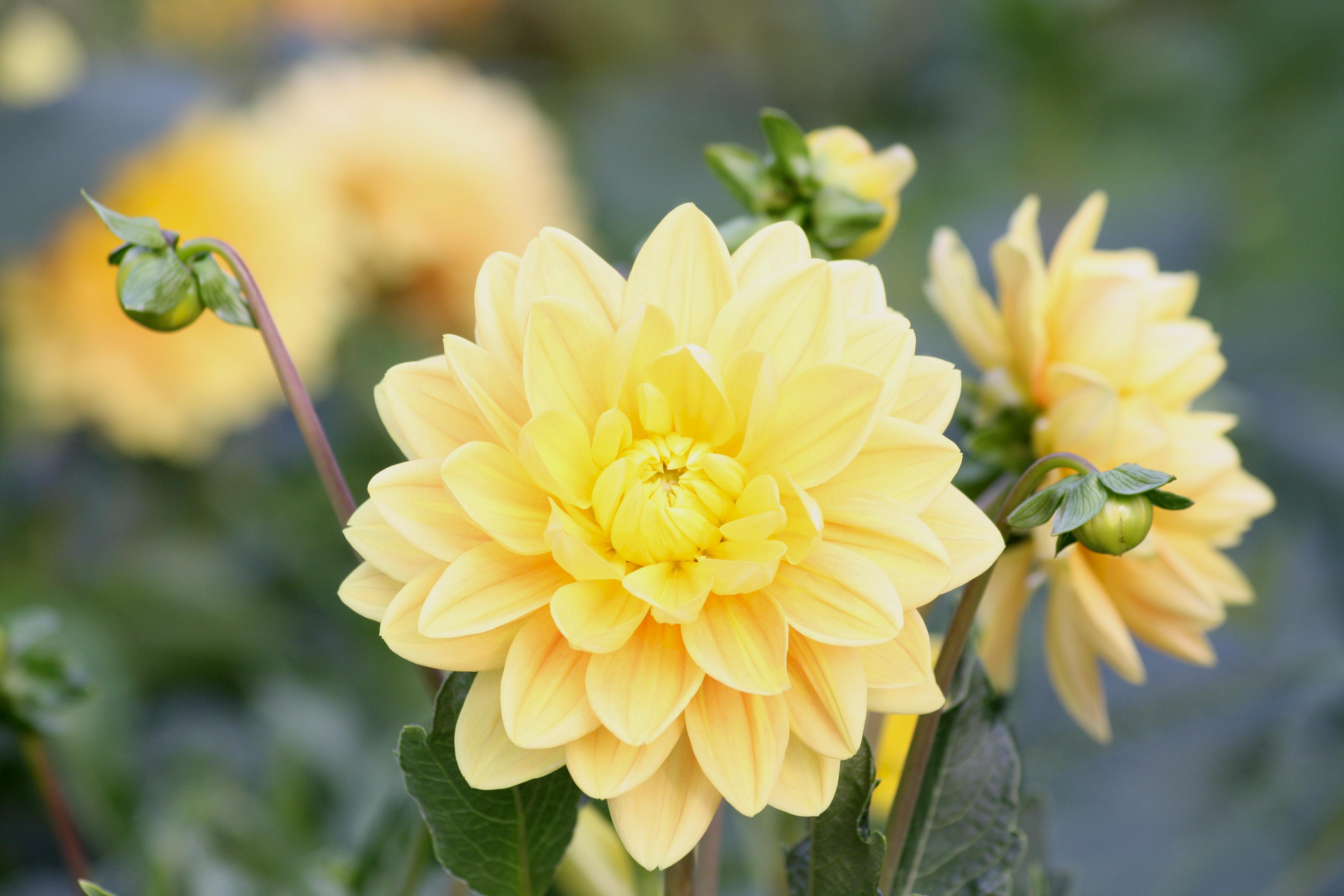 Dahlia Decorative 'Melody Latin' - Decorative Dahlia (Shipping begins March 2022) from Leo Berbee Bulb Company