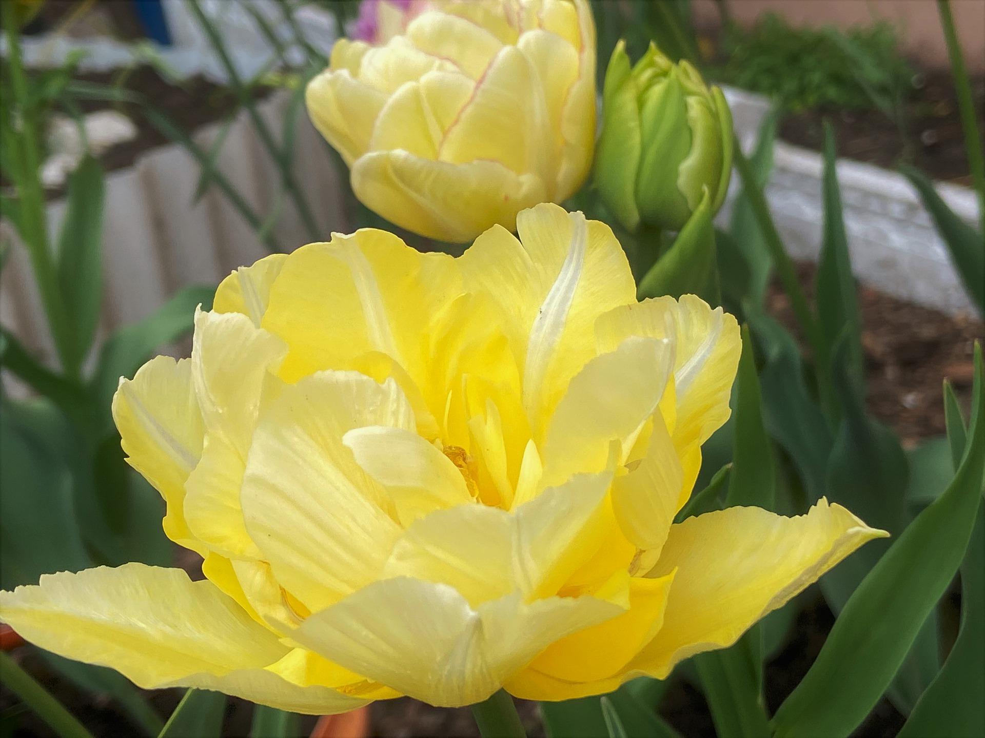 Tulip Double Late 'Marie Jo' - Tulip from Leo Berbee Bulb Company