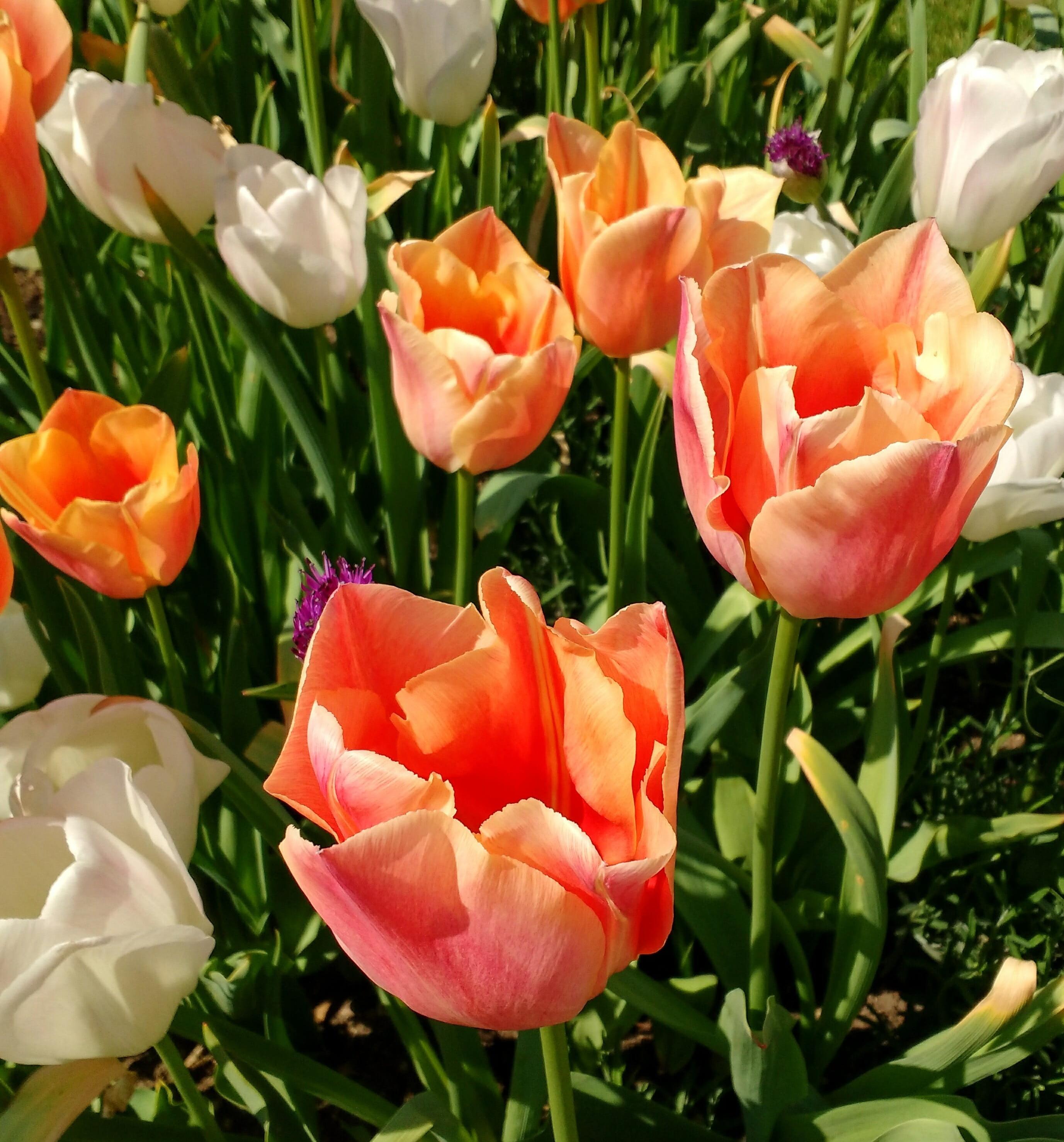 Wholesale Flowers, Peach Greenhouse Tulips