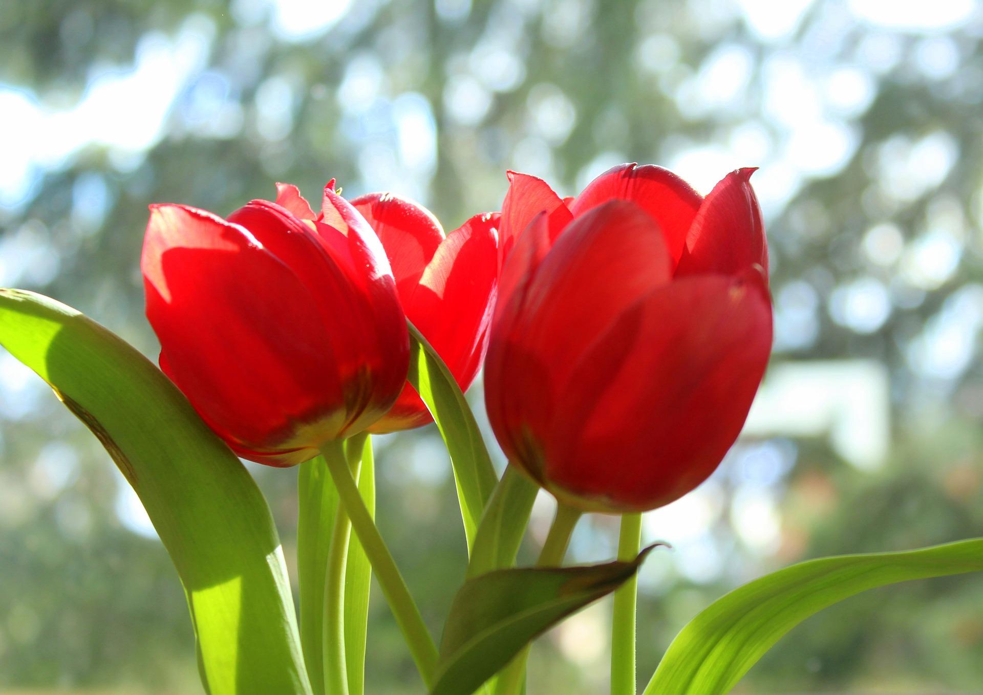 Precooled Tulip for Cut 'Apeldoorn' - Tulip - Coming Soon for Fall 2022! from Leo Berbee Bulb Company