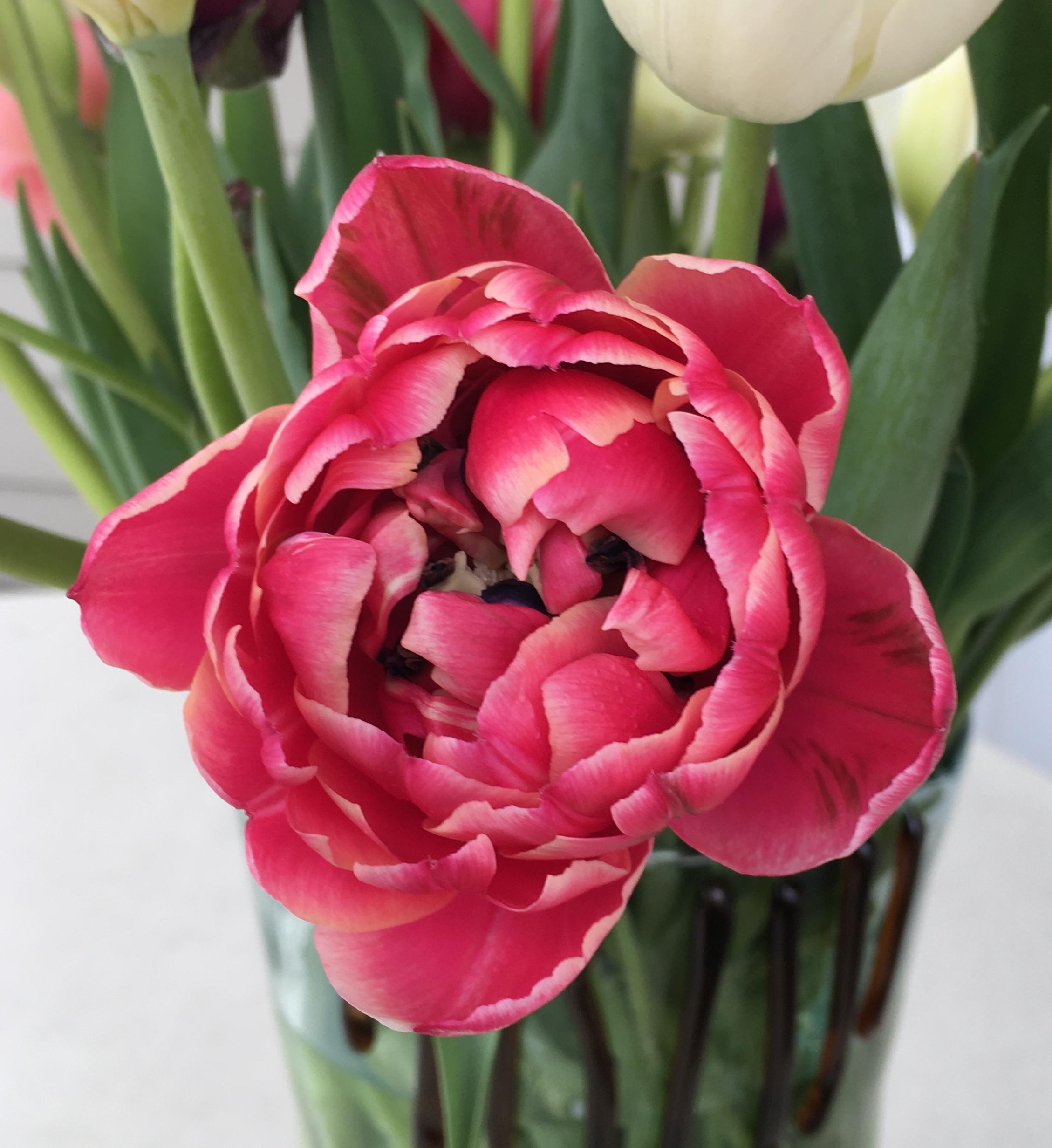 Precooled Tulip for Cut 'Columbus' - Tulip - Coming Soon for Fall 2022! from Leo Berbee Bulb Company