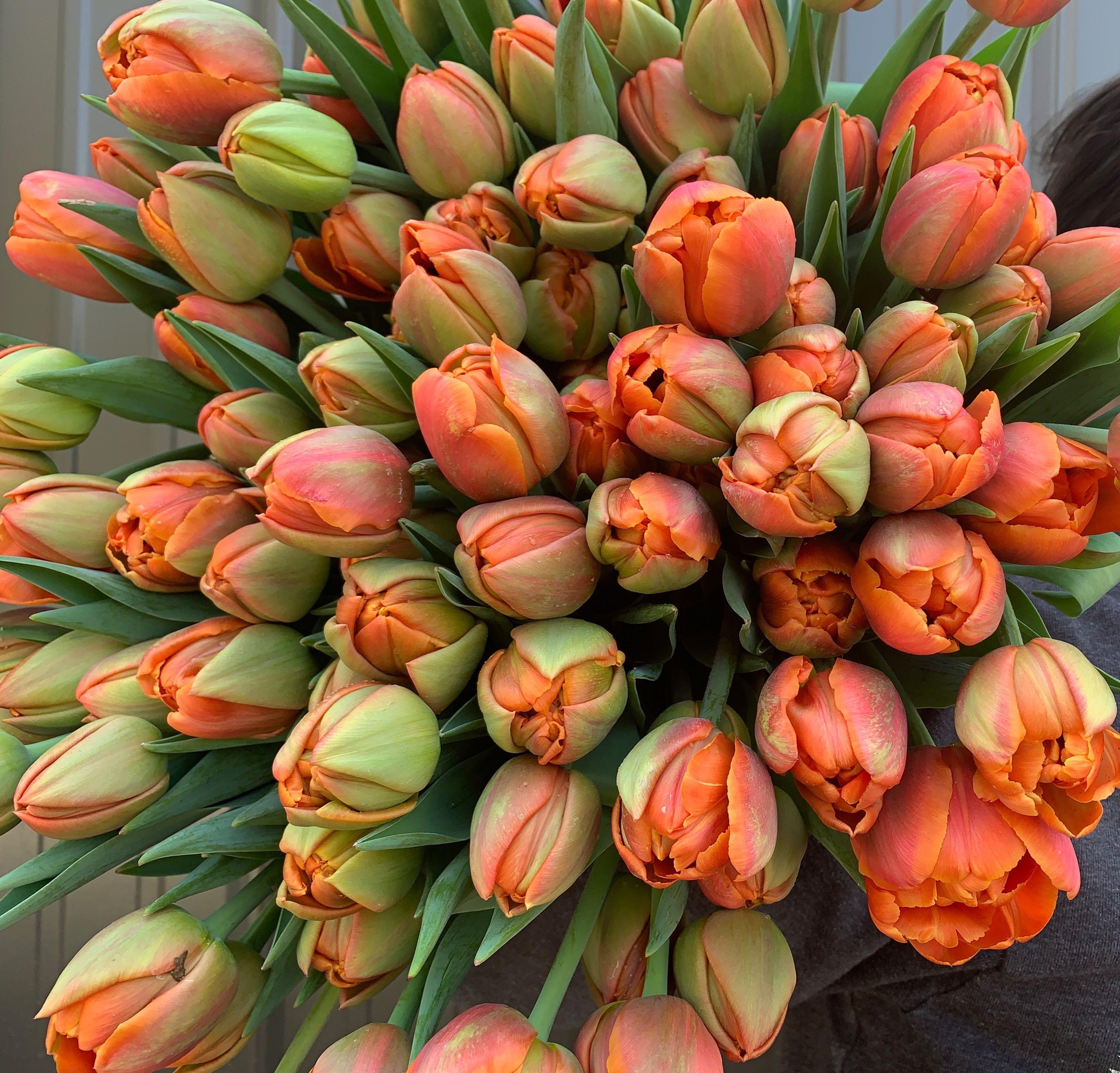 Precooled Tulip for Cut 'Icoon' - Tulip - Coming Soon for Fall 2022! from Leo Berbee Bulb Company