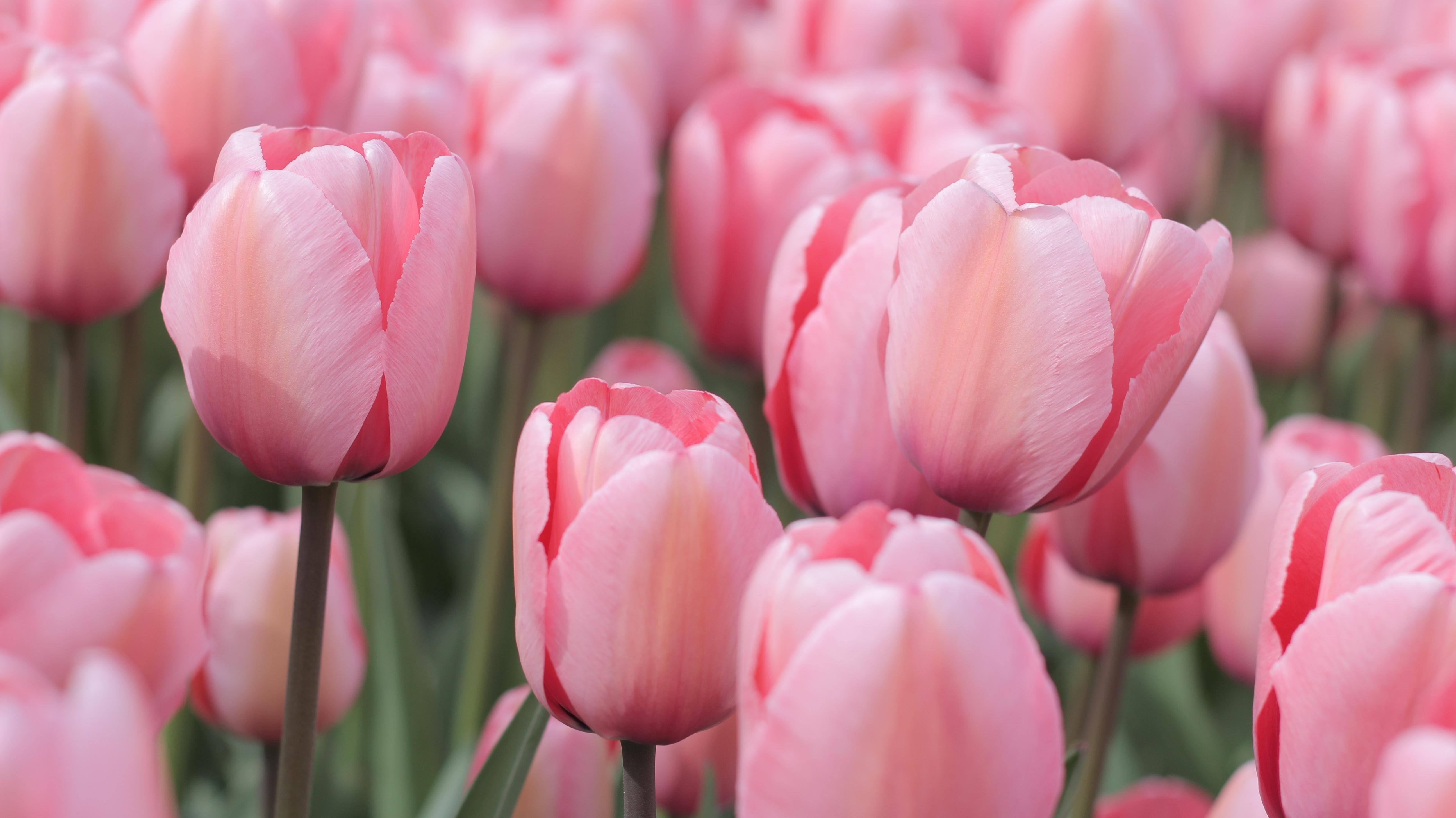 Precooled Tulip for Cut 'Salmon Impression' - Tulip - Coming Soon for Fall 2022! from Leo Berbee Bulb Company