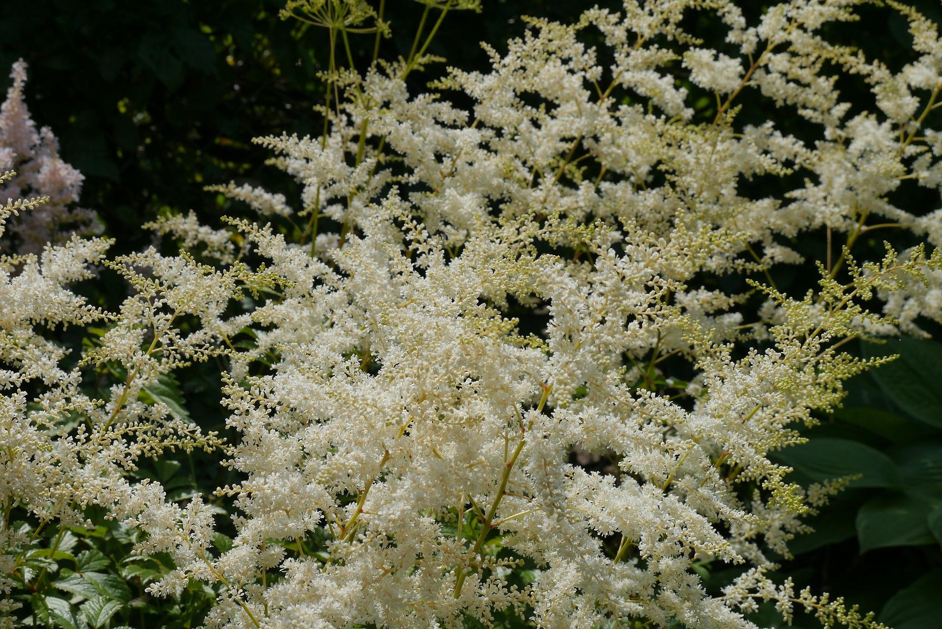 Astilbe 'Washington' - Astilbe from Leo Berbee Bulb Company