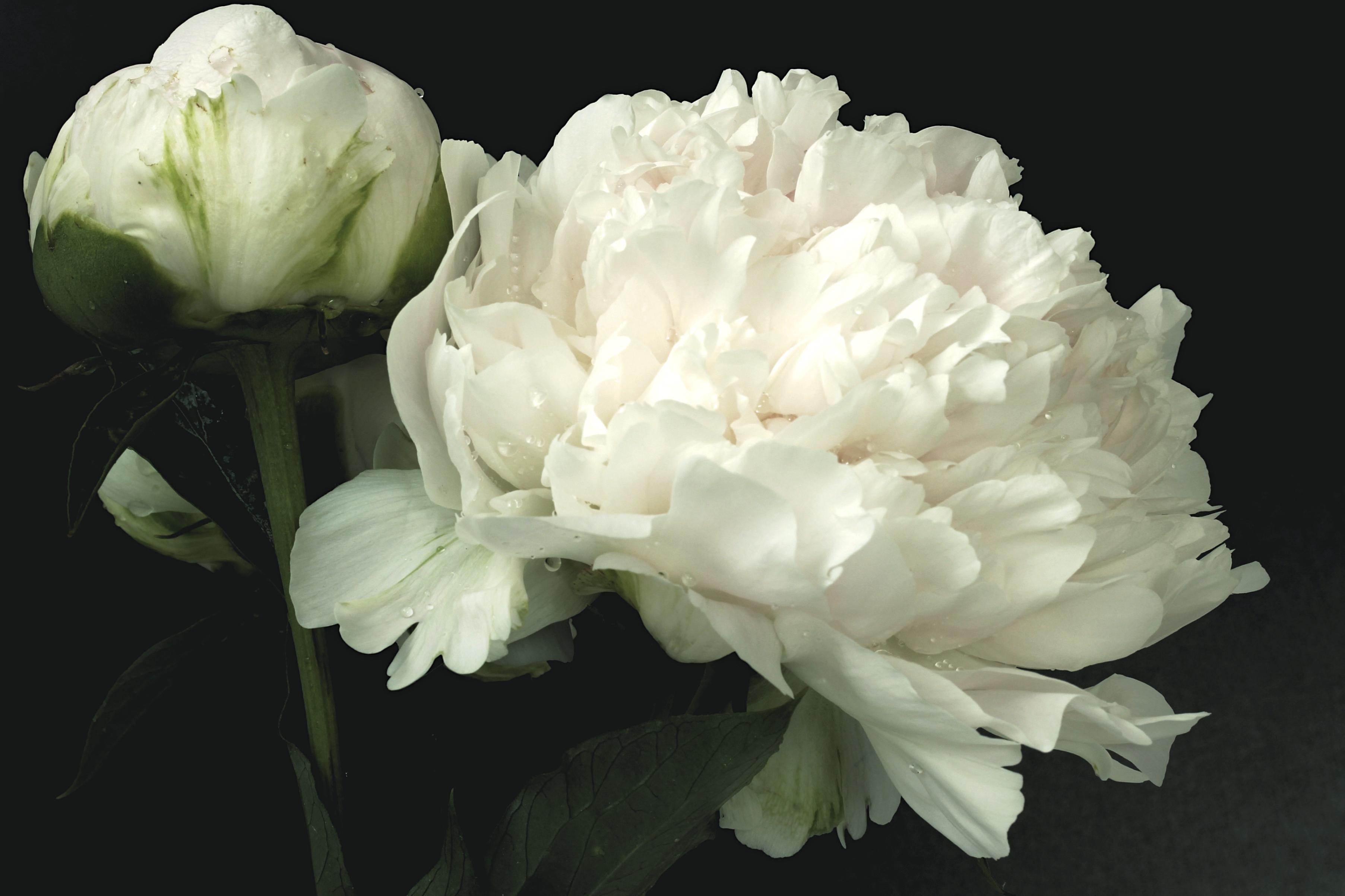 Peony lactiflora 'Bowl of Cream' - Peony from Leo Berbee Bulb Company