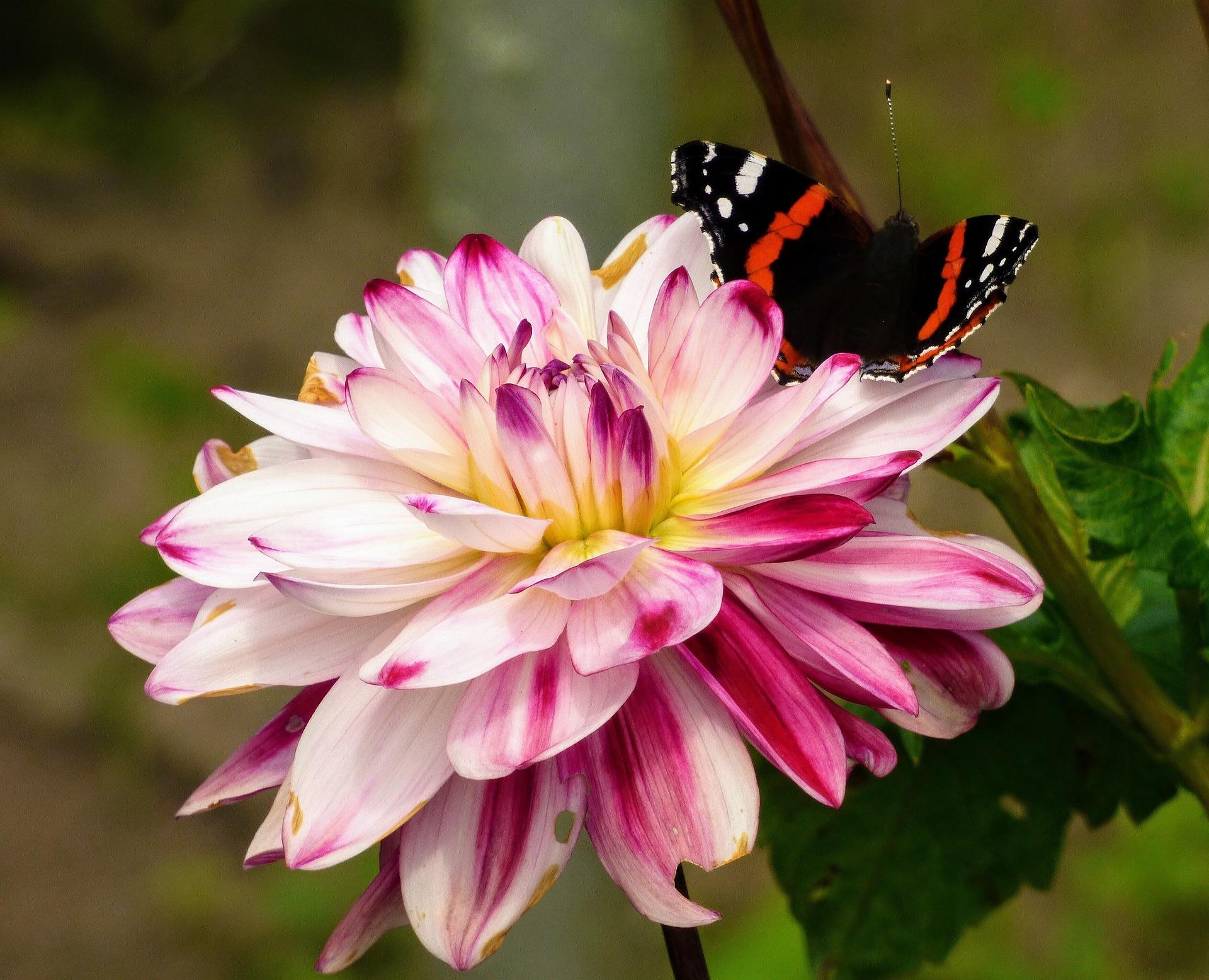 Dahlia Decorative 'Caribbean Fantasy' - Decorative Dahlia from Leo Berbee Bulb Company