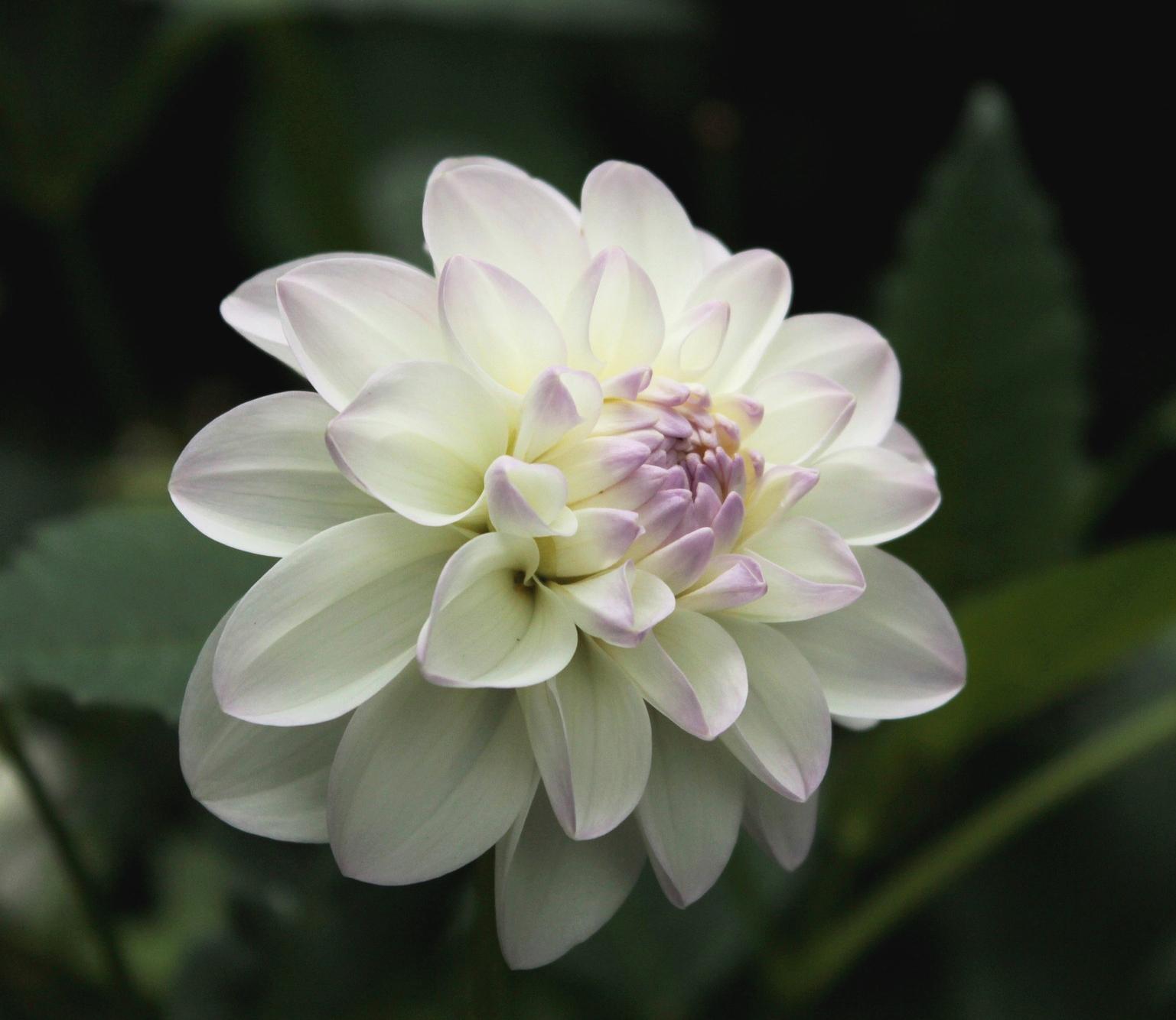 Dahlia Decorative 'Wittem' - Decorative Dahlia from Leo Berbee Bulb Company