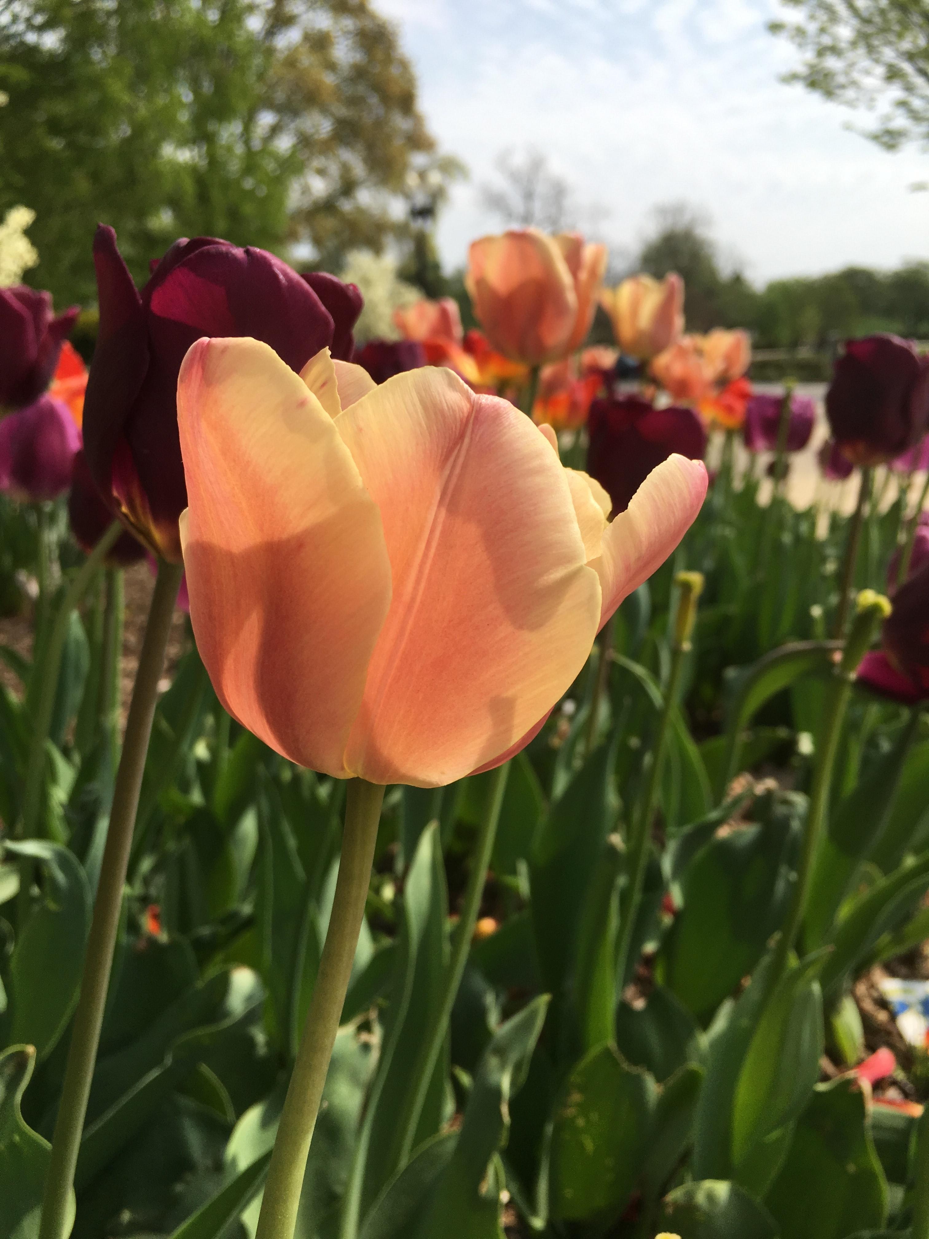 Tulip Darwin Hybrid 'Salmon Van Eijk' - Tulip from Leo Berbee Bulb Company