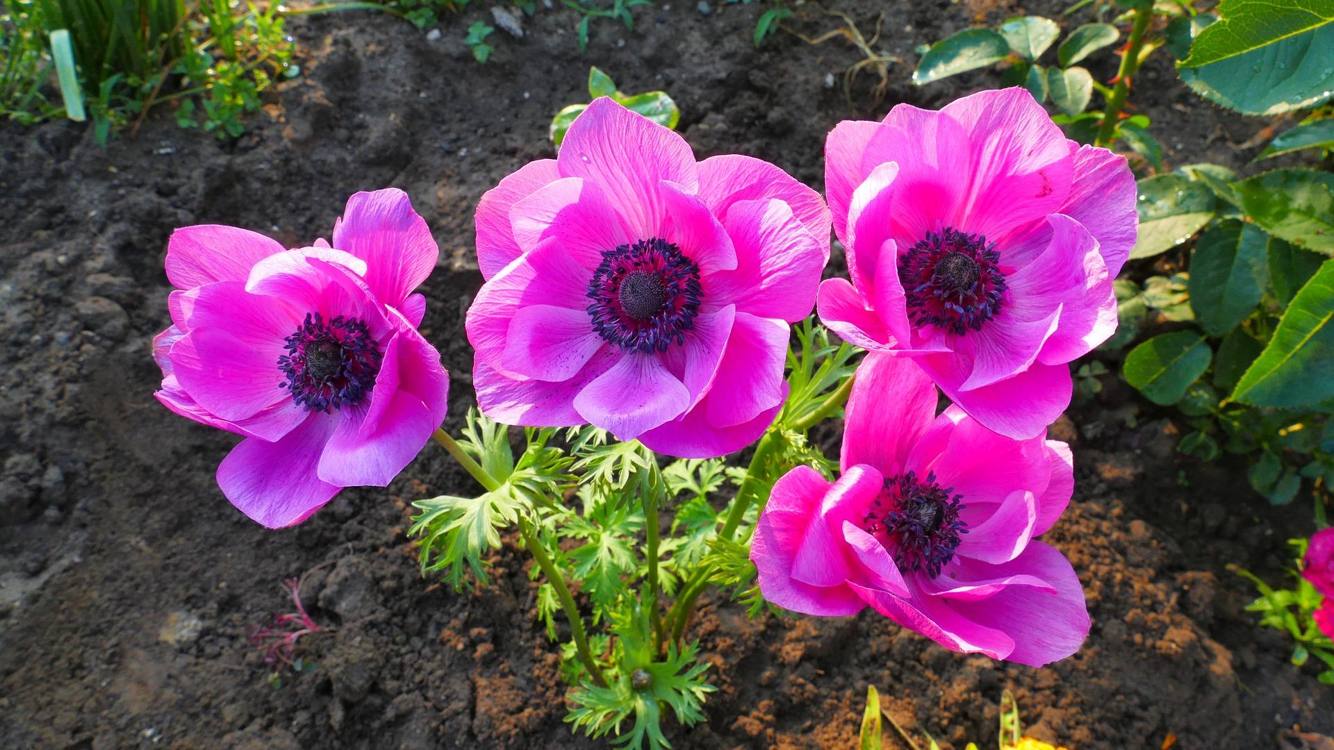 Anemone 'Meron Pink' - from Leo Berbee Bulb Company