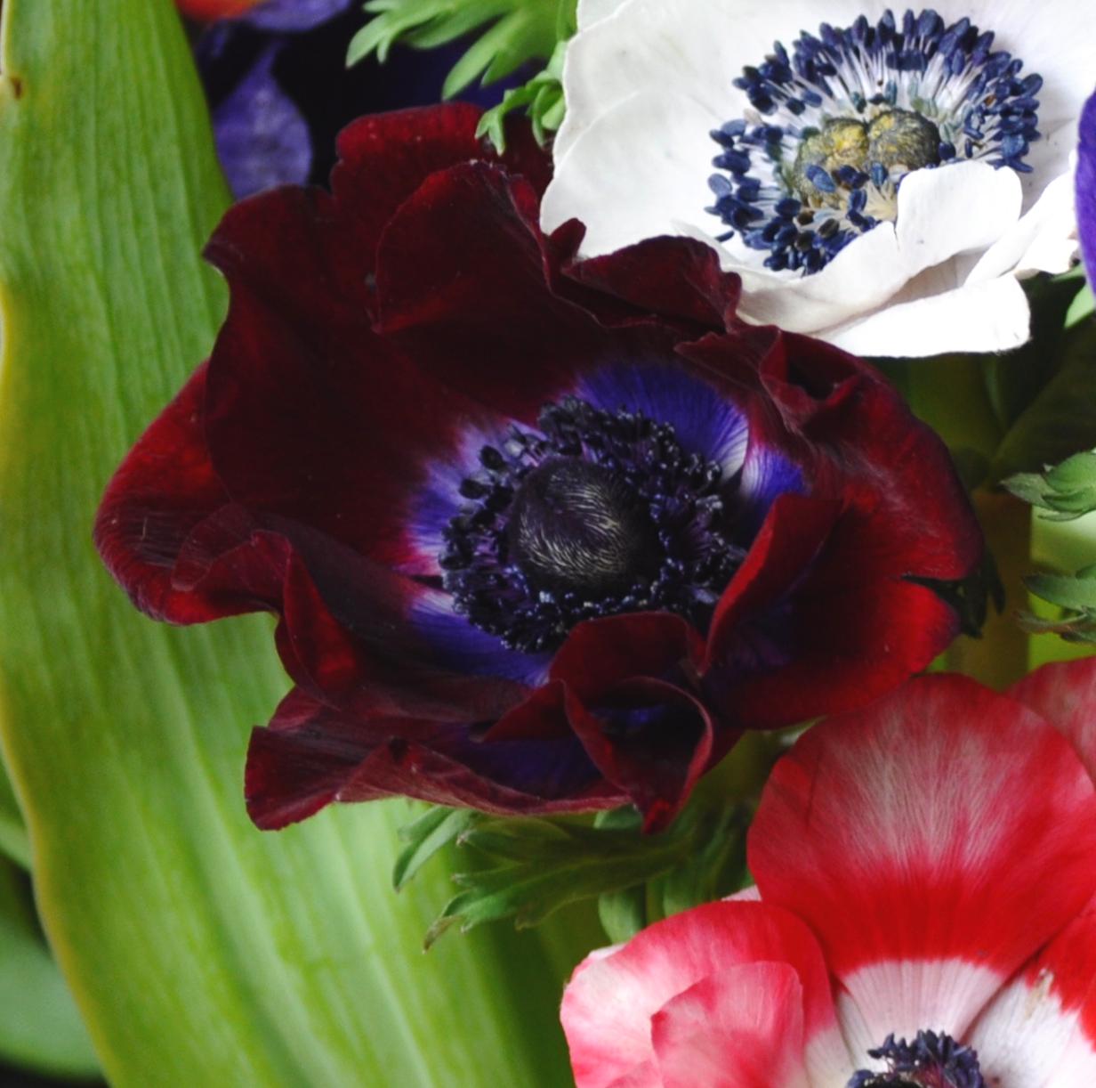 Anemone 'Galilee Bordeaux' - from Leo Berbee Bulb Company