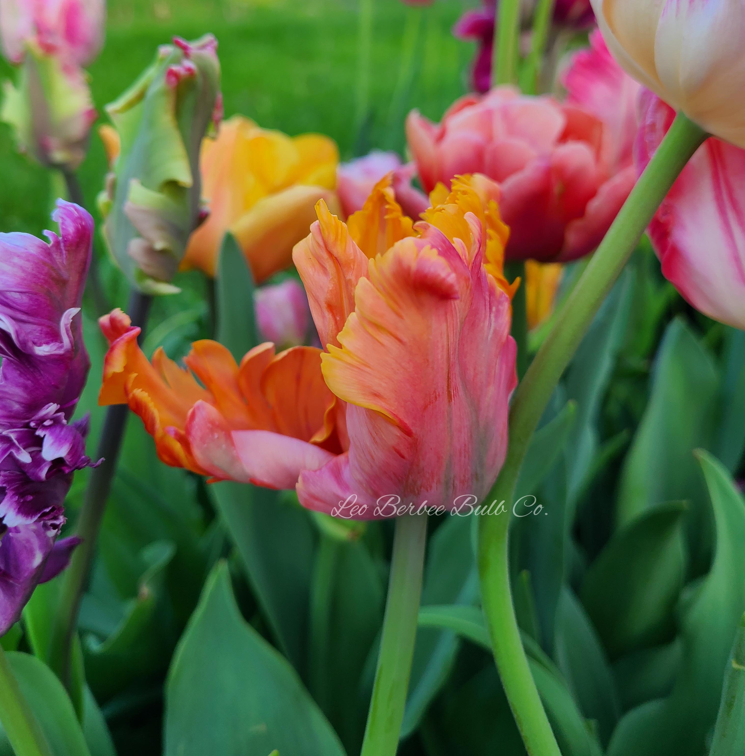 Precooled Tulip for Cut 'Amazing Parrot' - Tulip from Leo Berbee Bulb Company