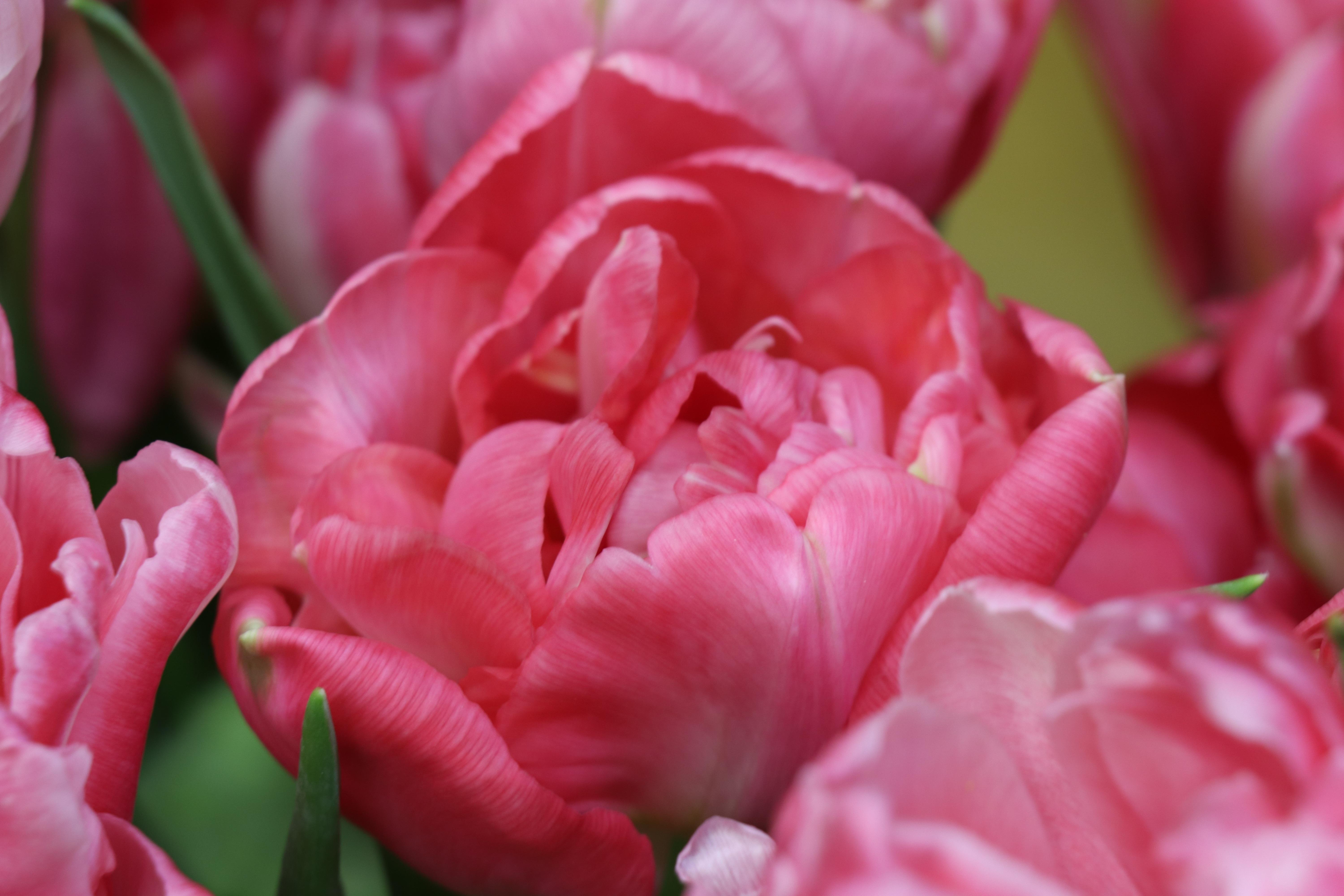Precooled Tulip for Cut 'Amazing Parrot' - Tulip from Leo Berbee Bulb Company