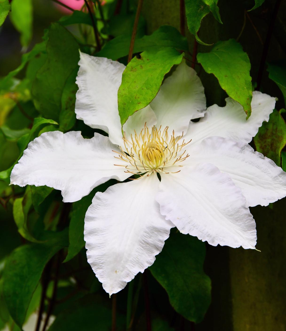 Clematis 'Gillian Blades' Clematis from Leo Berbee Bulb Company