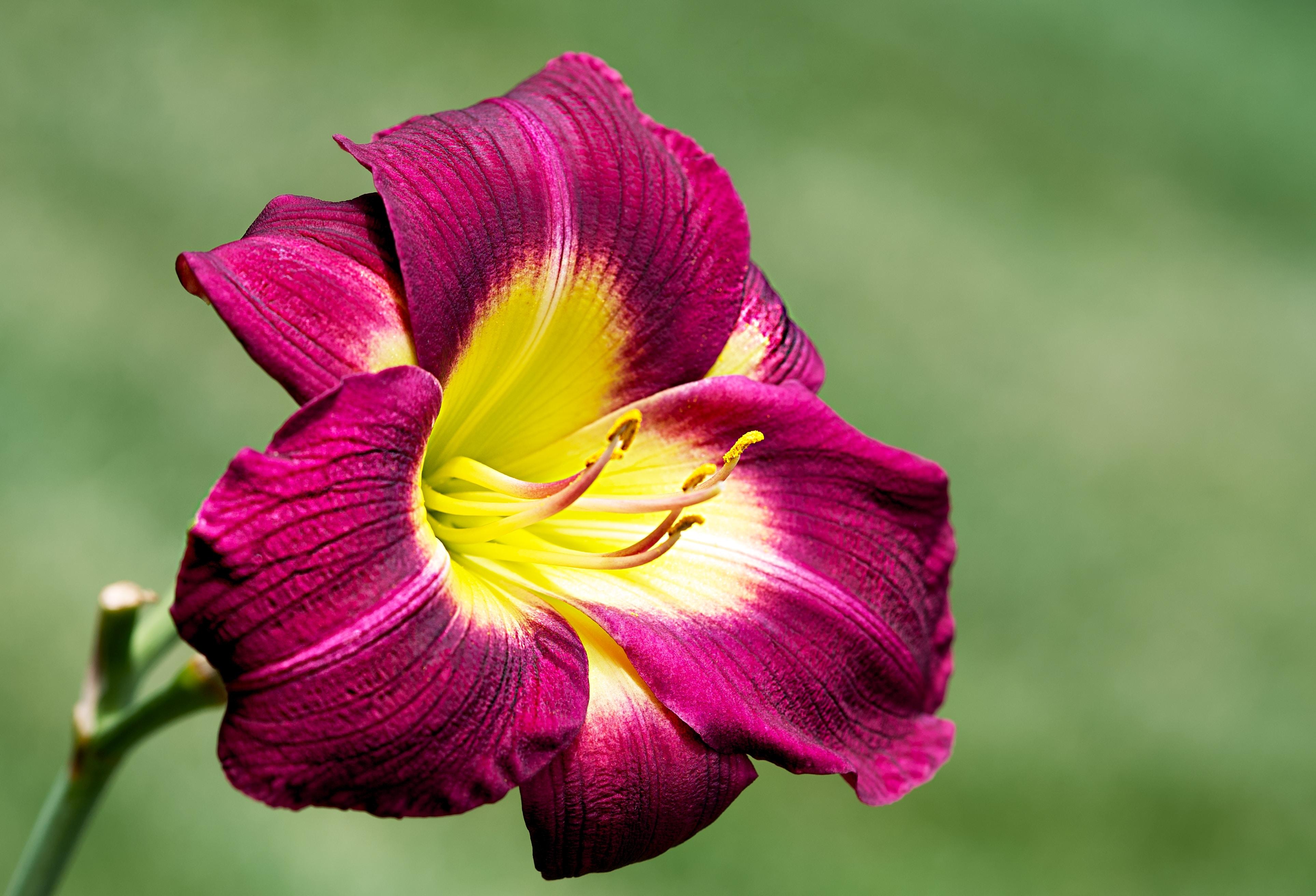 Hemerocallis 'Night Beacon' - Daylily - Coming Soon for 2024 from Leo Berbee Bulb Company