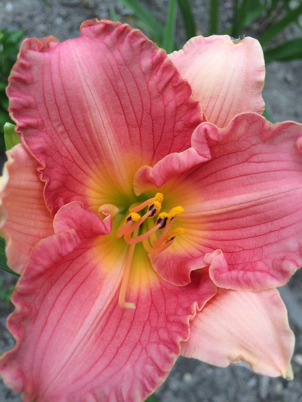 Hemerocallis 'Purple Flight' - Daylily - Coming Soon for 2024 from Leo Berbee Bulb Company