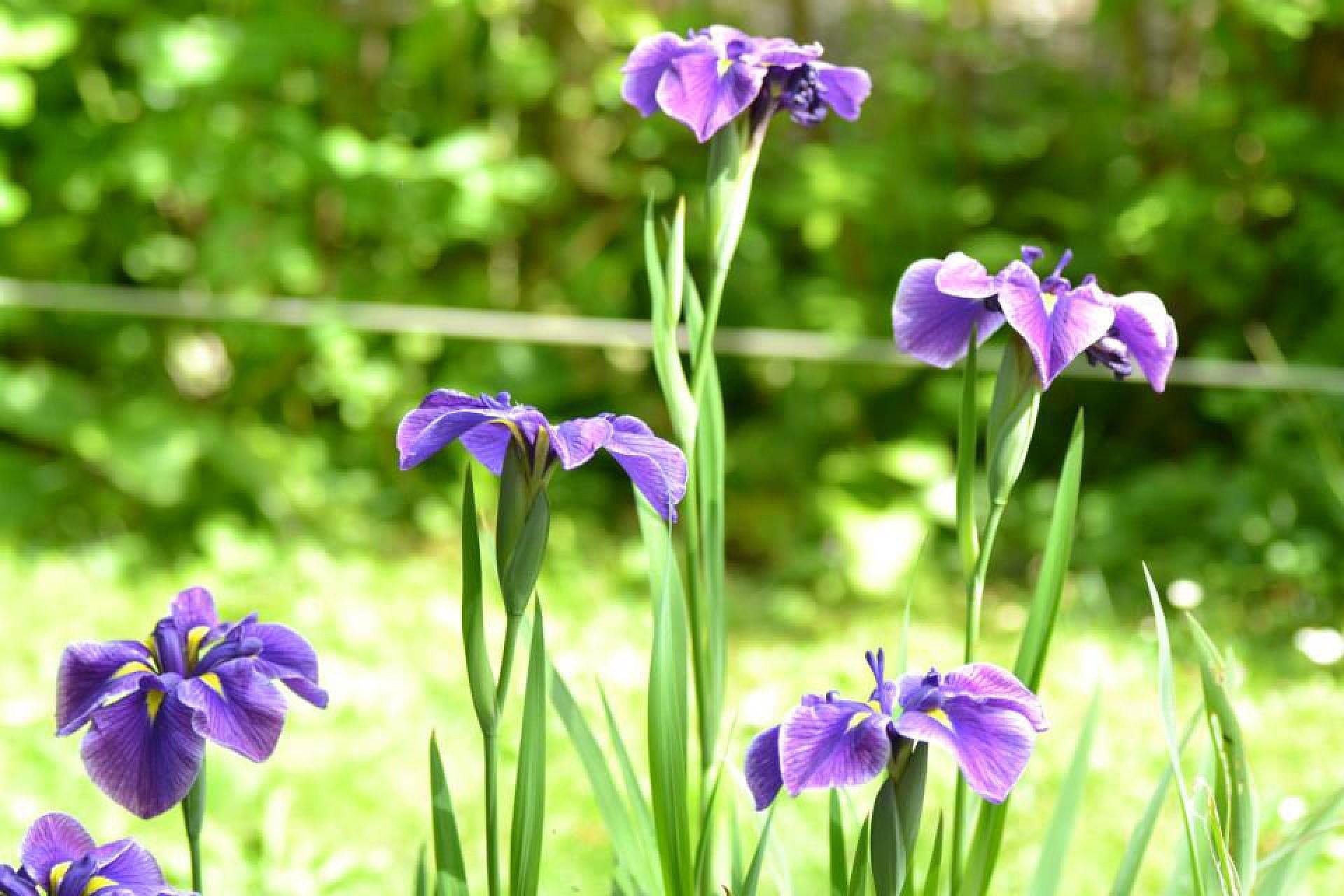 Iris Ensata 'Crystal Halo' - Japanese Iris - Coming Soon for 2024 from Leo Berbee Bulb Company