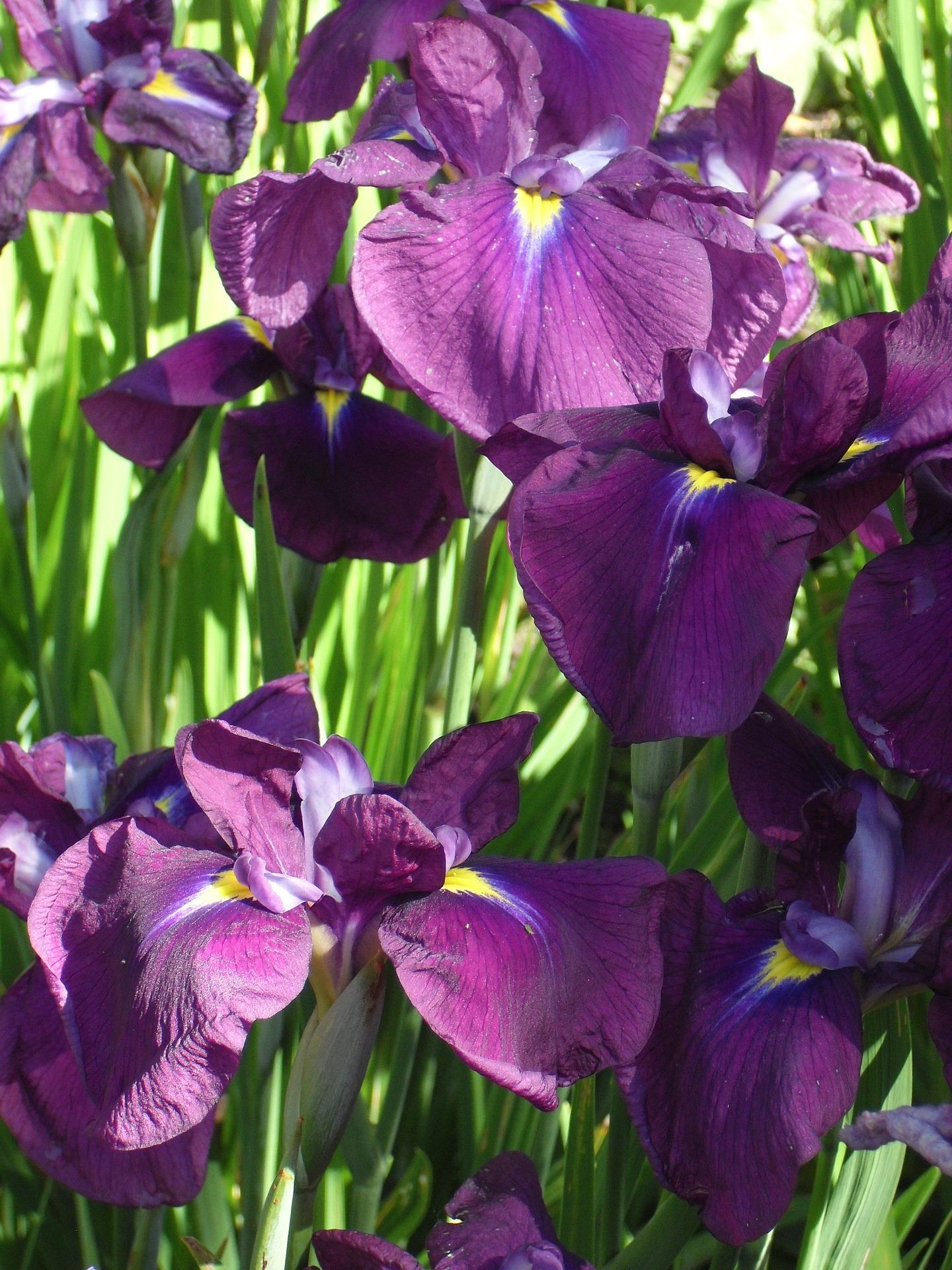 Iris Ensata 'Royal Banner' - Japanese Iris - Coming Soon for 2024 from Leo Berbee Bulb Company