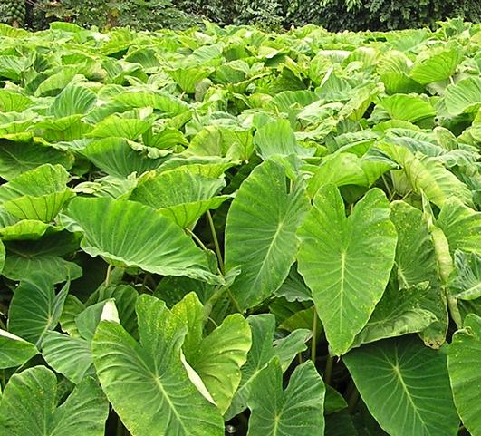 Colocasia Esculenta 'Elephant Ear' - Elephant Ear (Shipping begins Feb. 2021) from Leo Berbee Bulb Company