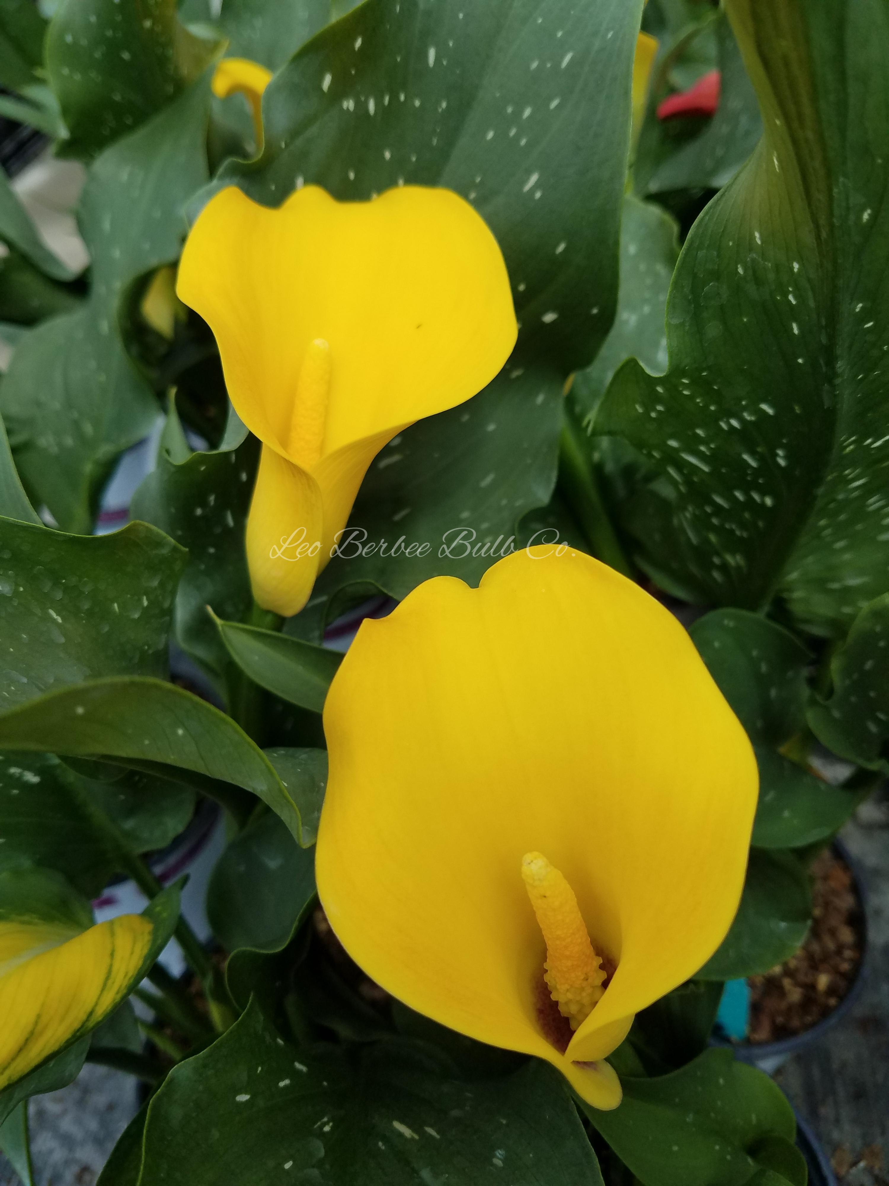 Zantedeschia 'Universe' - Calla from Leo Berbee Bulb Company