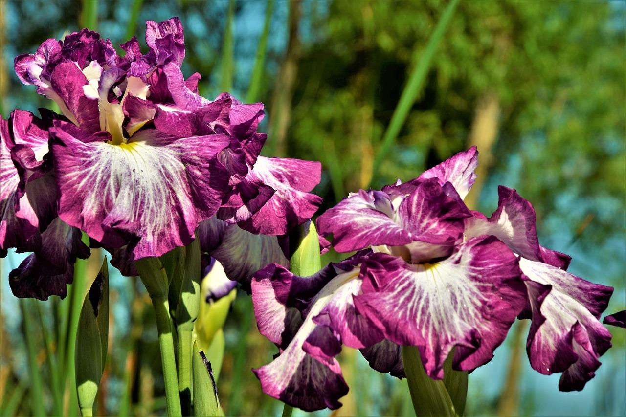 Iris - Coming Soon for Spring 2025 from Leo Berbee Bulb Company
