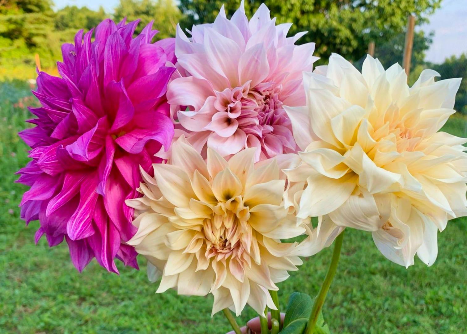 Dahlia 'Babette' - Coming Soon for Spring 2025 from Leo Berbee Bulb Company