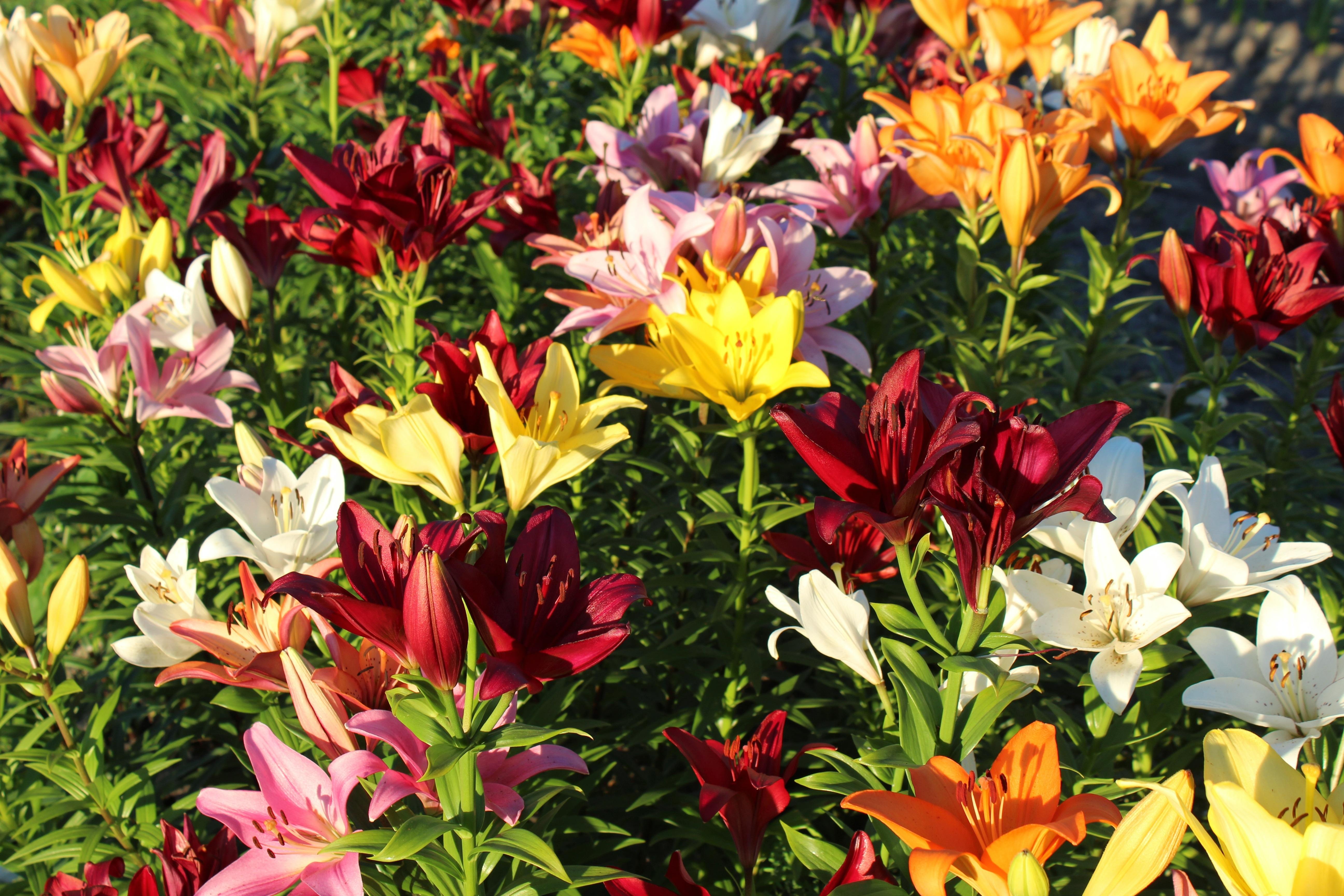 Lilies - Coming Soon for 2025 from Leo Berbee Bulb Company