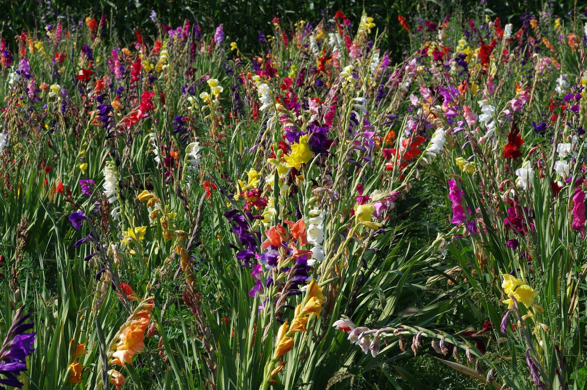 Gladiolus - Coming Soon for Spring 2025 from Leo Berbee Bulb Company