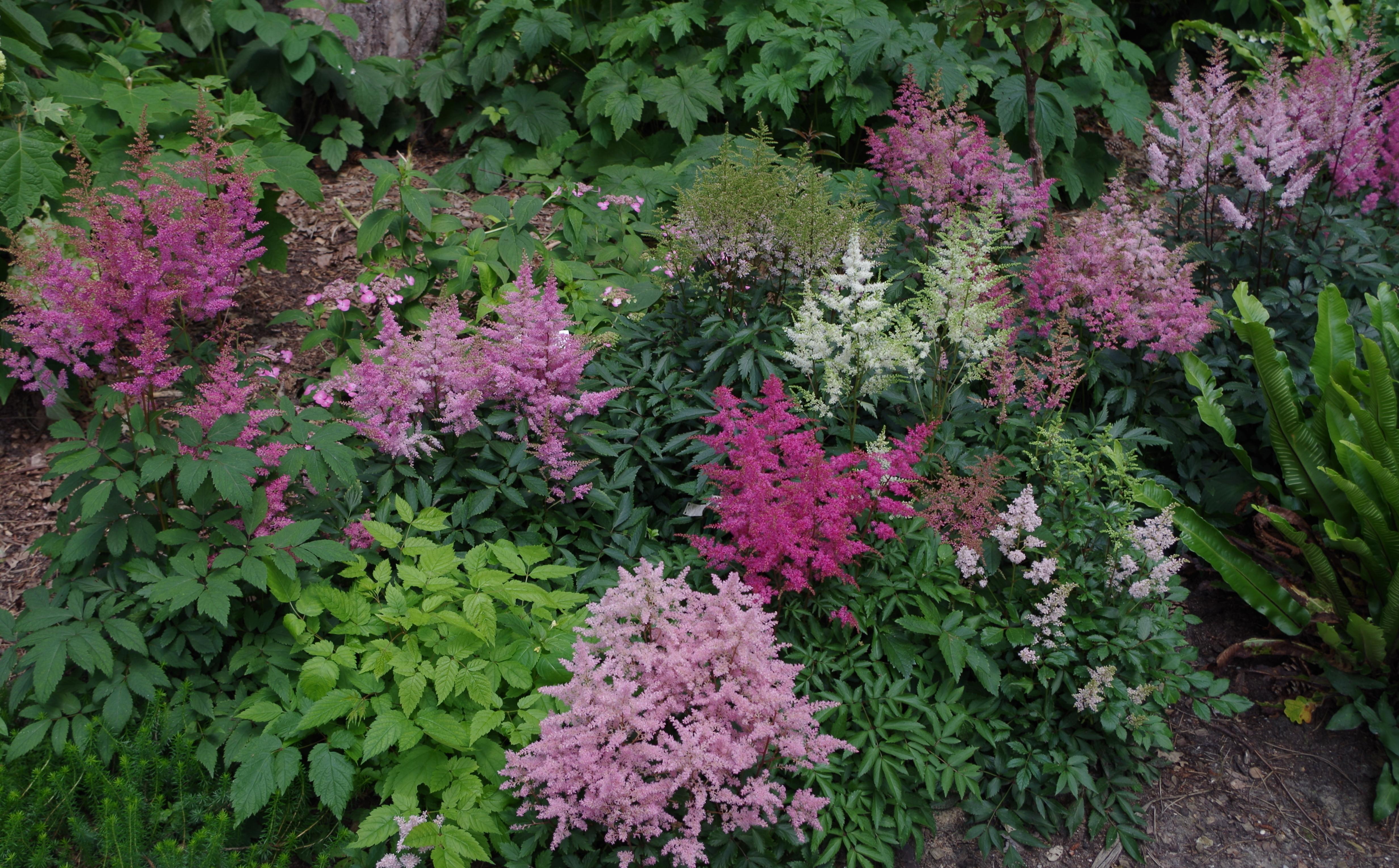 Astilbe - Coming Soon for 2025 from Leo Berbee Bulb Company