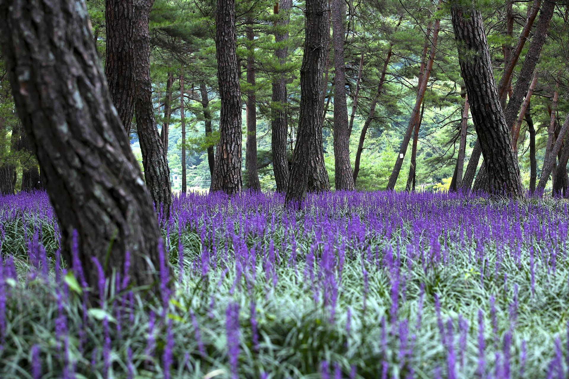 Miscellaneous Perennials - Coming Soon for Spring 2025 from Leo Berbee Bulb Company