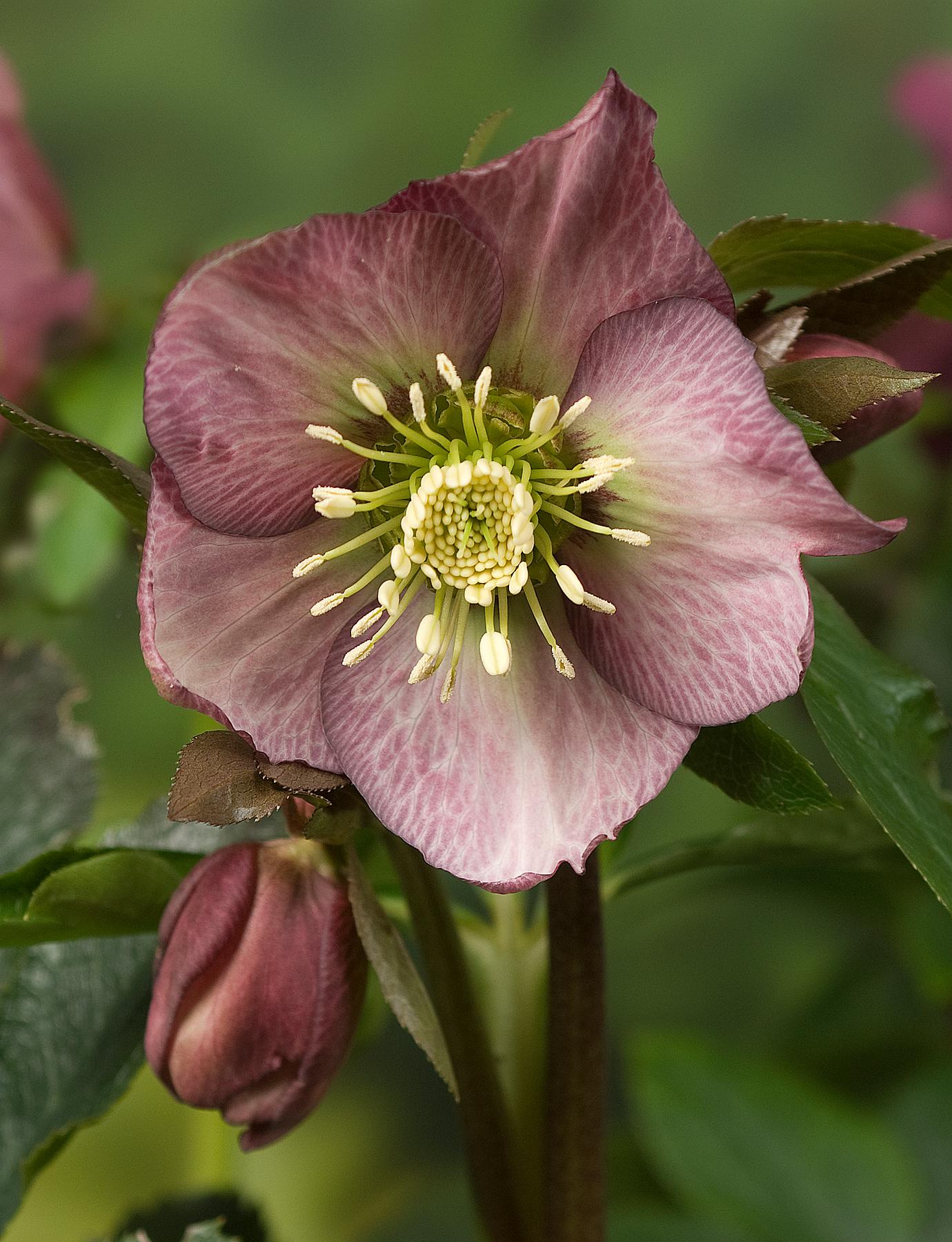 Helleborus - from Leo Berbee Bulb Company