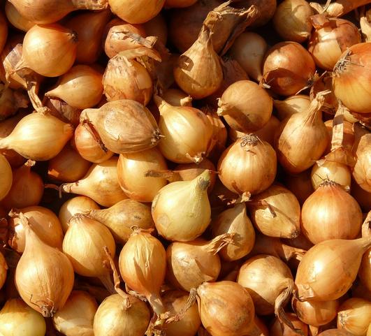 Shallots Yellow from Leo Berbee Bulb Company