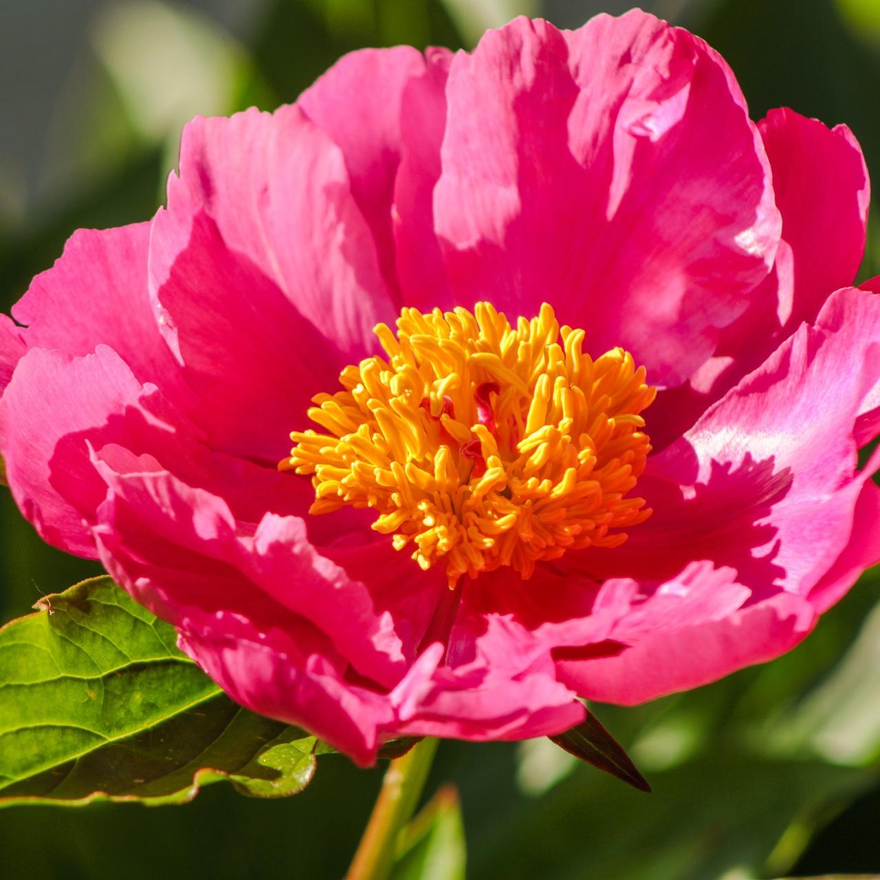Peony lactiflora 'Paula Fay' - Pre-Order for Fall 2025 from Leo Berbee Bulb Company
