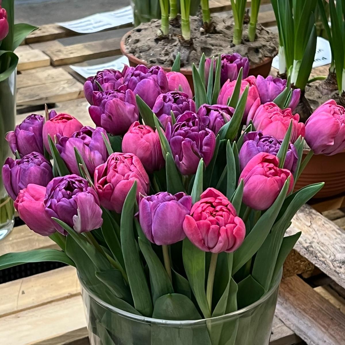 Tulip Mix 'Berry and Bloom' - Pre-Order for Fall 2025 from Leo Berbee Bulb Company