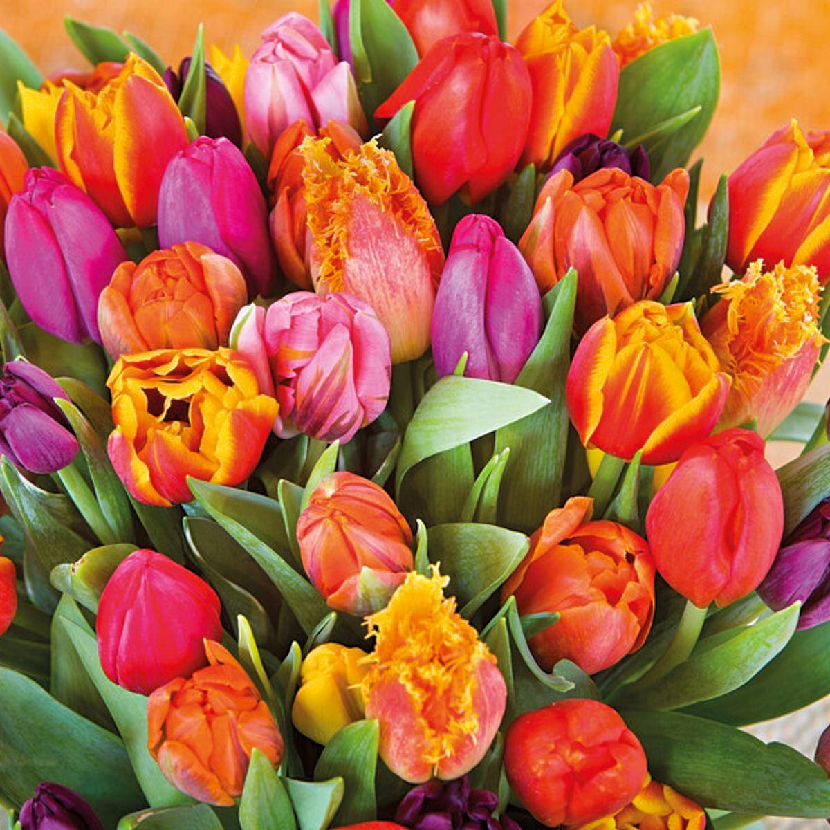 Tulip Mix 'Funky Fusion' - Pre-Order for Fall 2025 from Leo Berbee Bulb Company