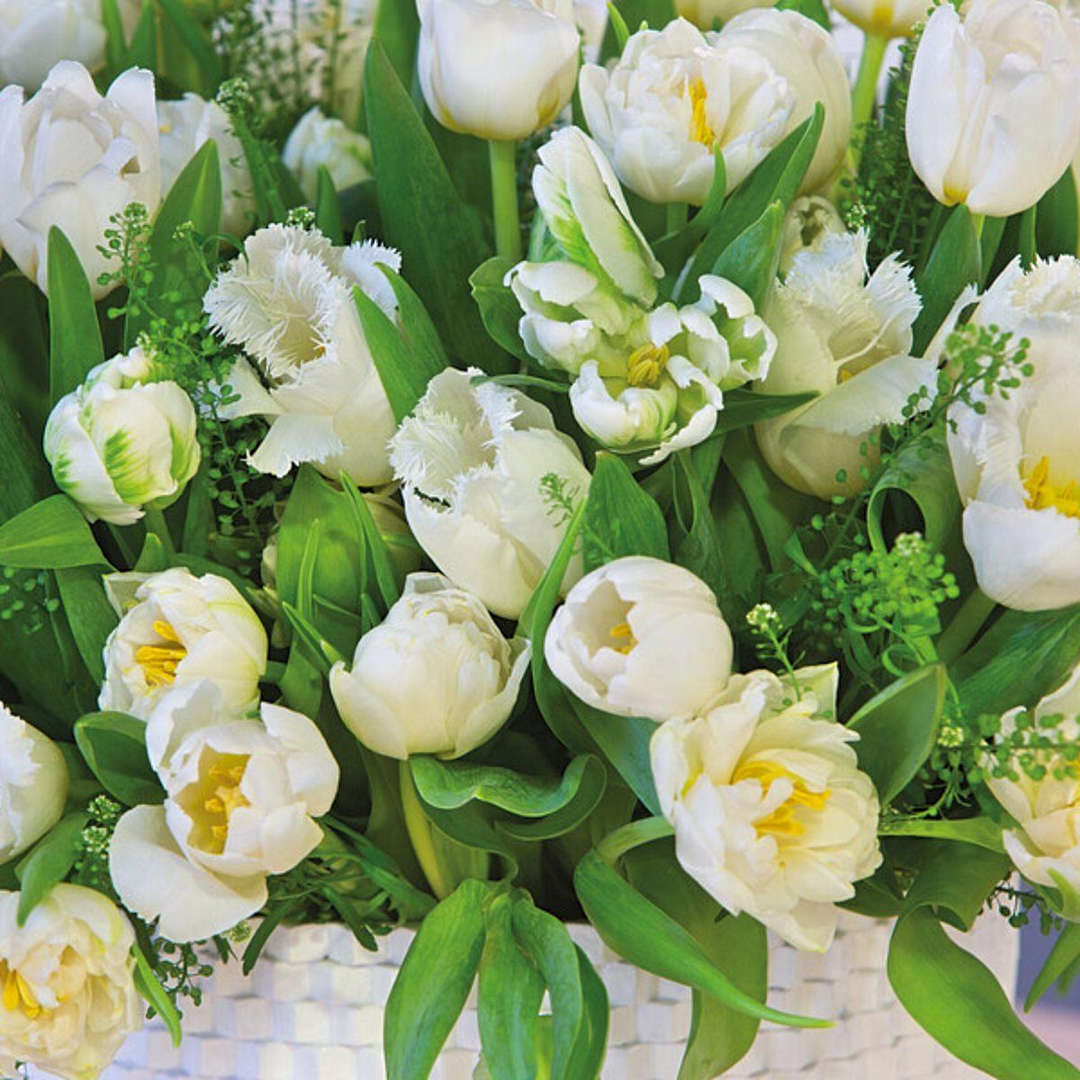 Tulip Mix 'Marshmallow Dream' - Pre-Order for Fall 2025 from Leo Berbee Bulb Company