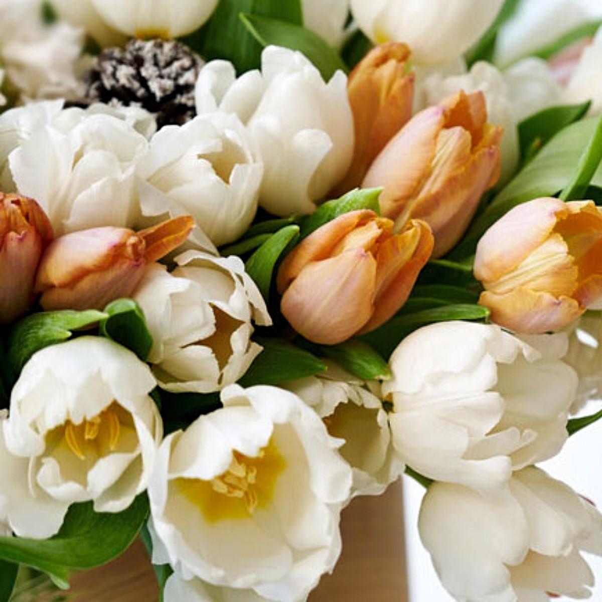 Tulip Mix 'Moonlight Mimosa' - Pre-Order for Fall 2025 from Leo Berbee Bulb Company