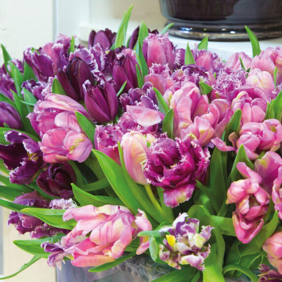 Tulip Mix 'Savannah Romance' - Pre-Order for Fall 2025 from Leo Berbee Bulb Company