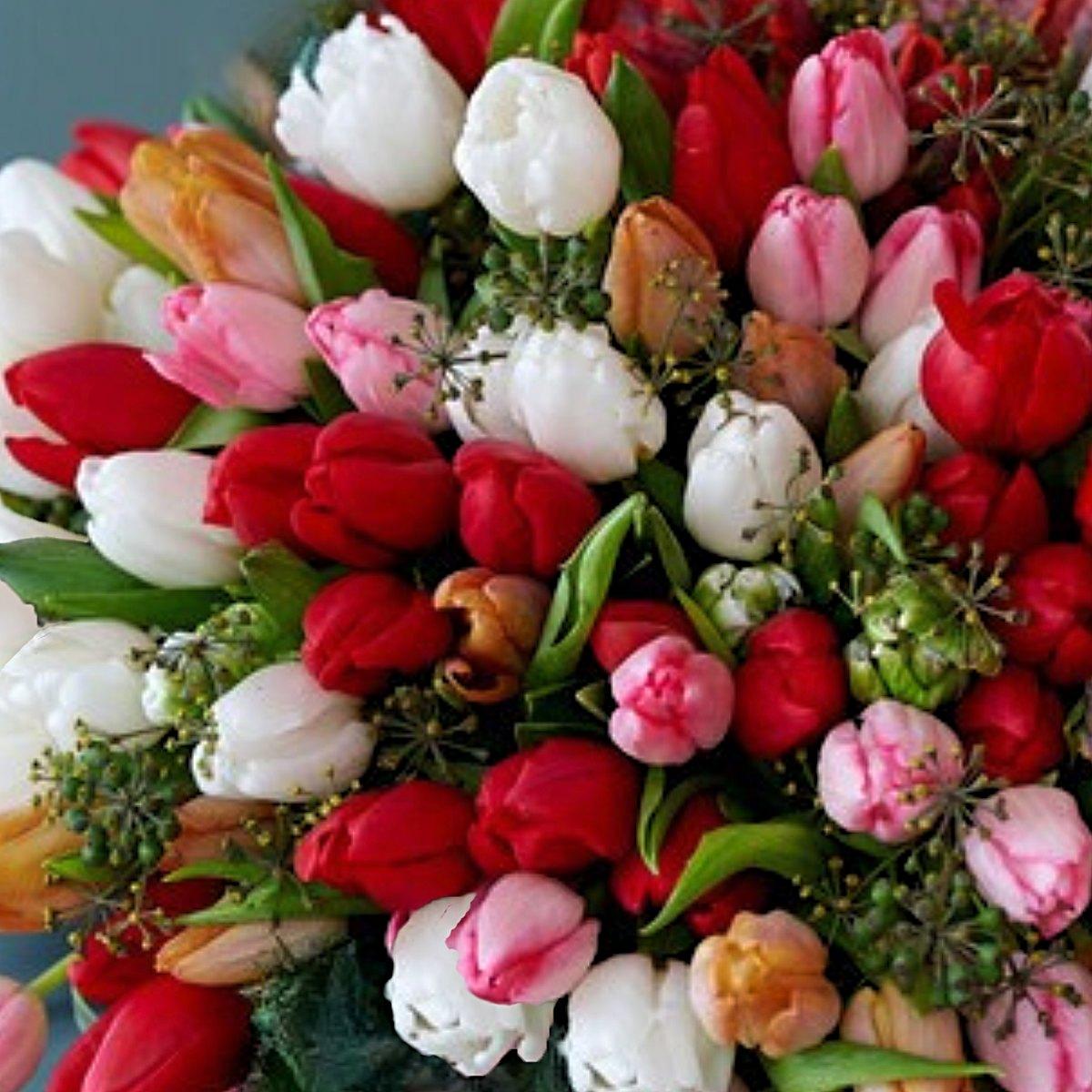 Tulip Mix 'Sweetheart Mix' - Pre-Order for Fall 2025 from Leo Berbee Bulb Company