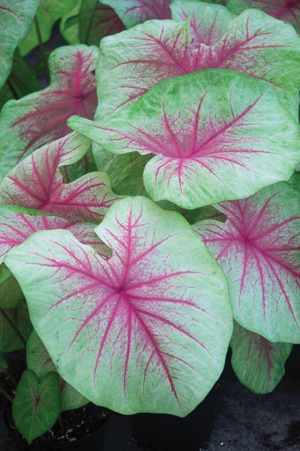 Caladium - from Leo Berbee Bulb Company