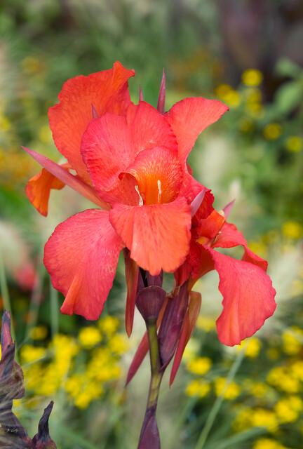 Canna 'Aphrodite' - Coming Soon for 2026 from Leo Berbee Bulb Company