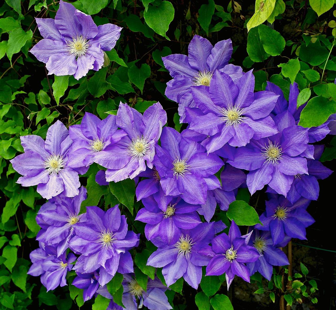 Clematis 'Asao' - Coming Soon for 2026 from Leo Berbee Bulb Company