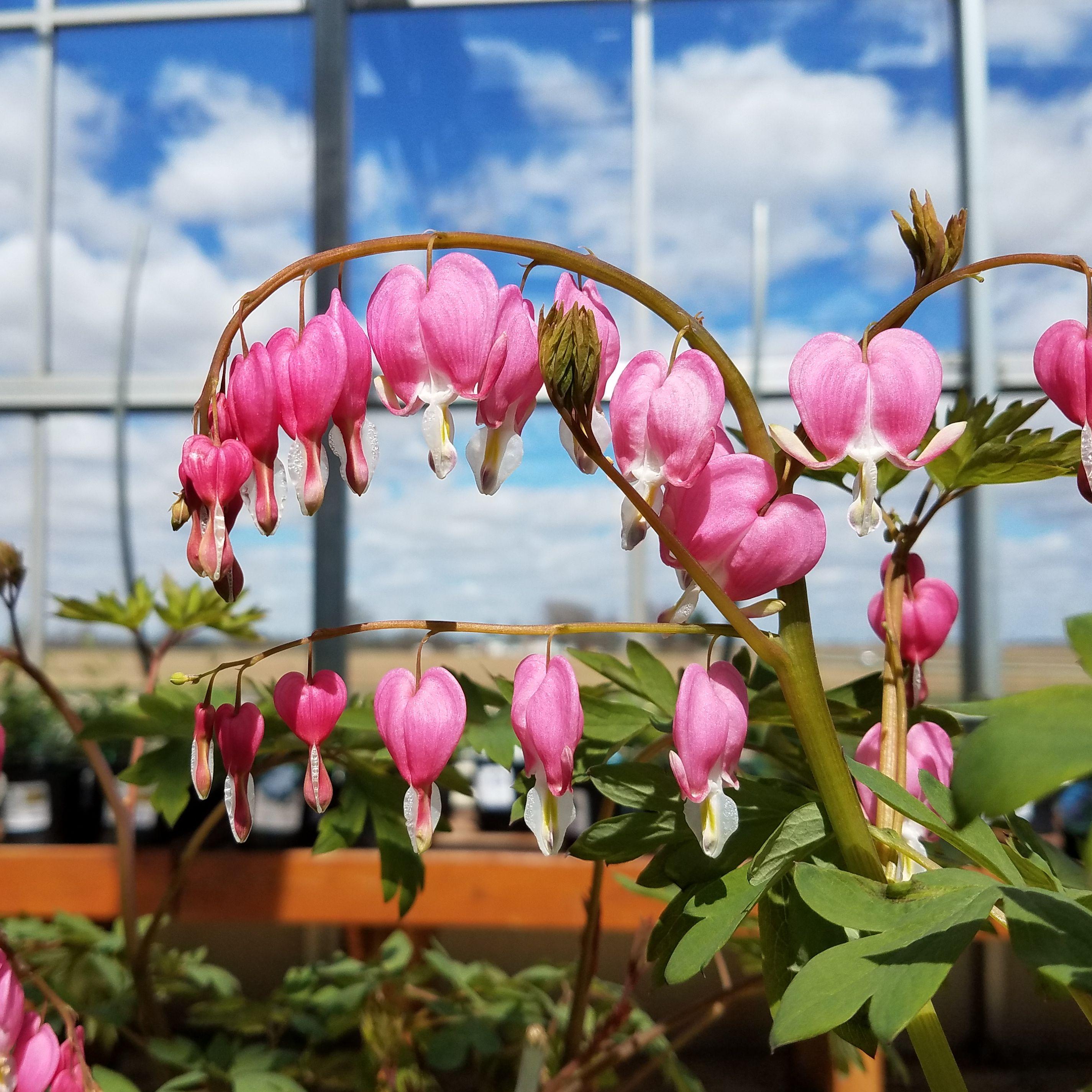 Dicentra Bleeding Heart - Coming Soon for 2026 from Leo Berbee Bulb Company