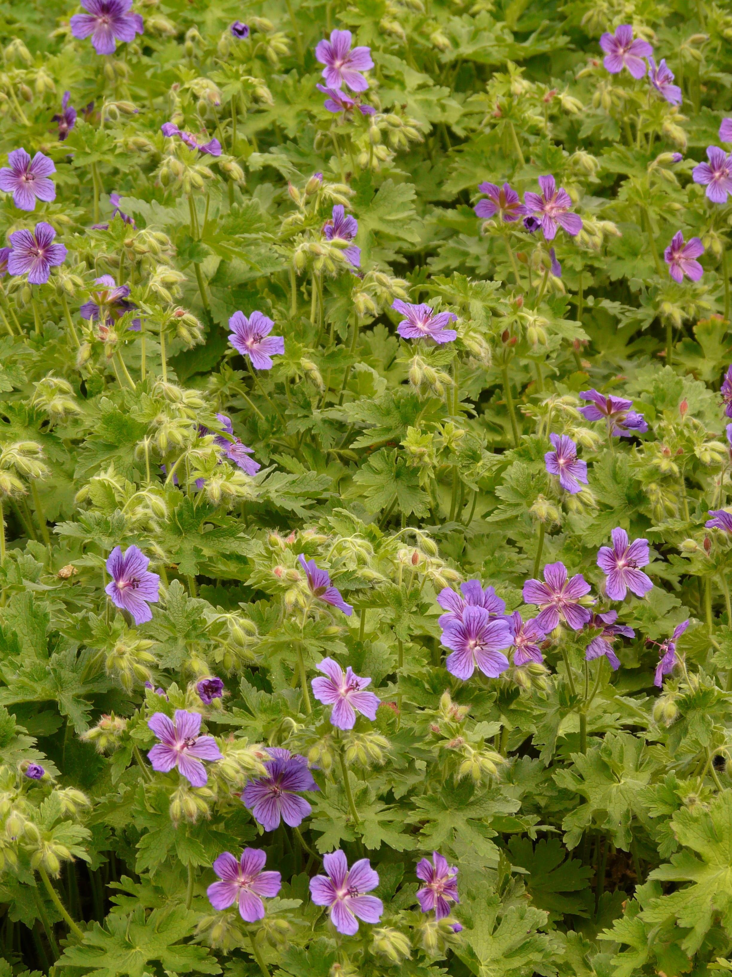 Geranium - Coming Soon for 2026 from Leo Berbee Bulb Company