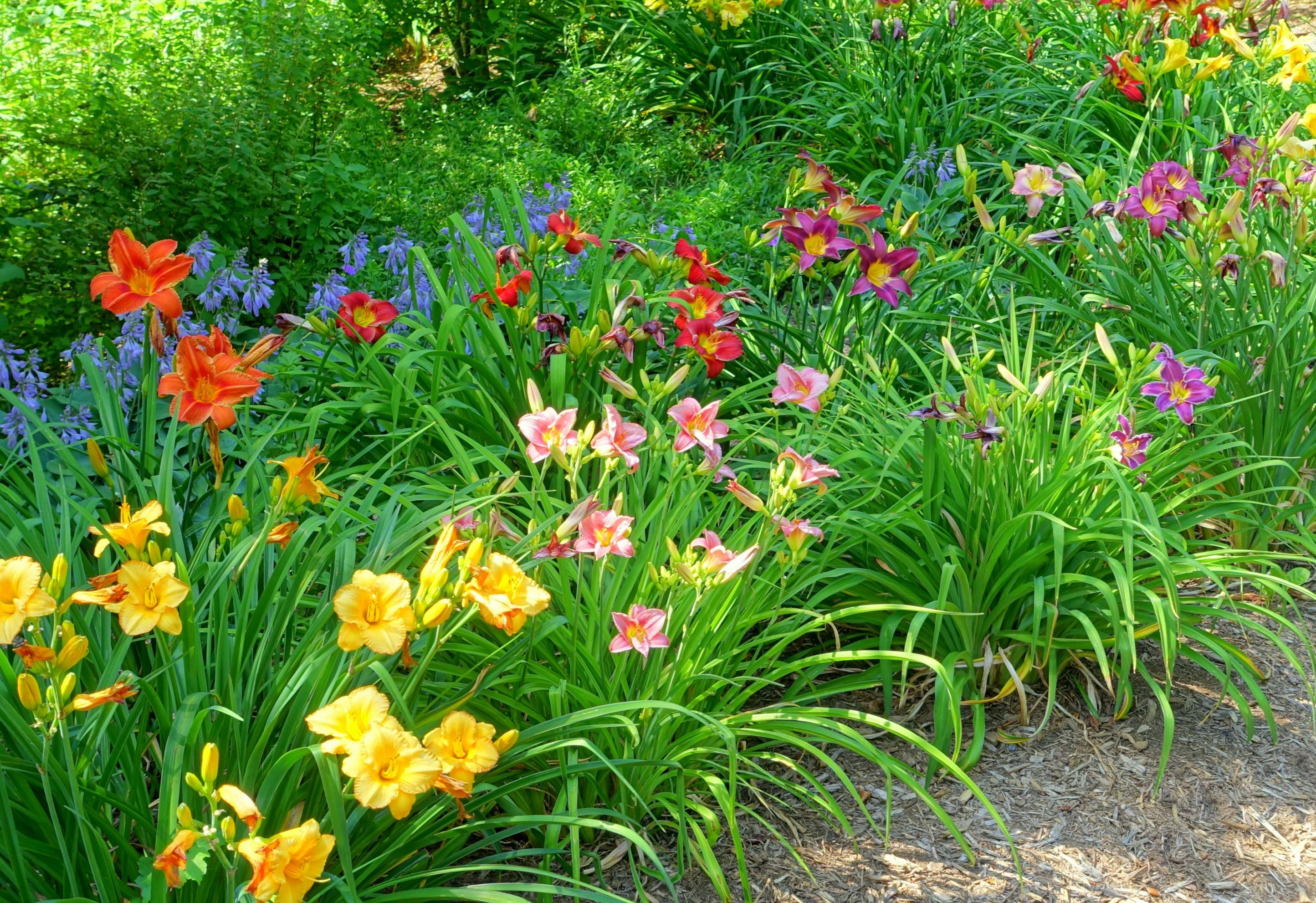 Hemerocallis - Coming Soon for 2026 from Leo Berbee Bulb Company
