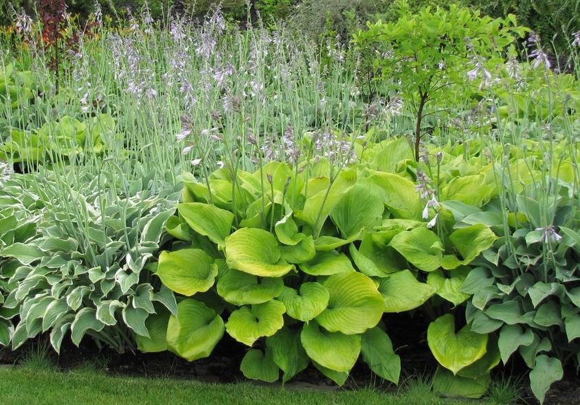 Hosta - Coming Soon for 2026 from Leo Berbee Bulb Company