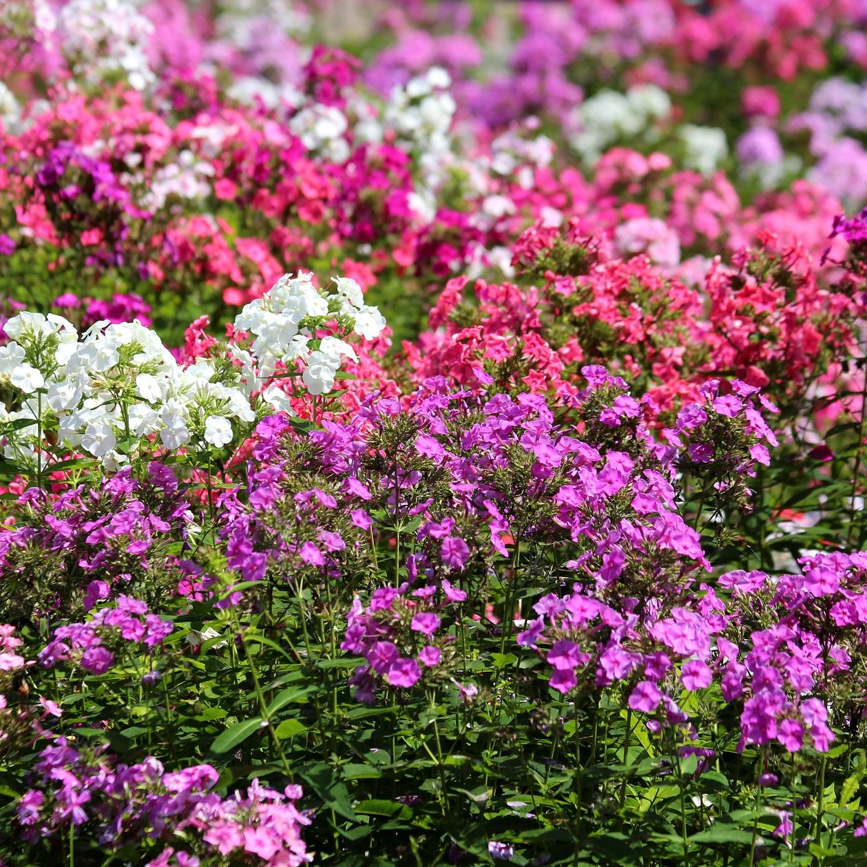 Phlox - Coming Soon for 2026 from Leo Berbee Bulb Company