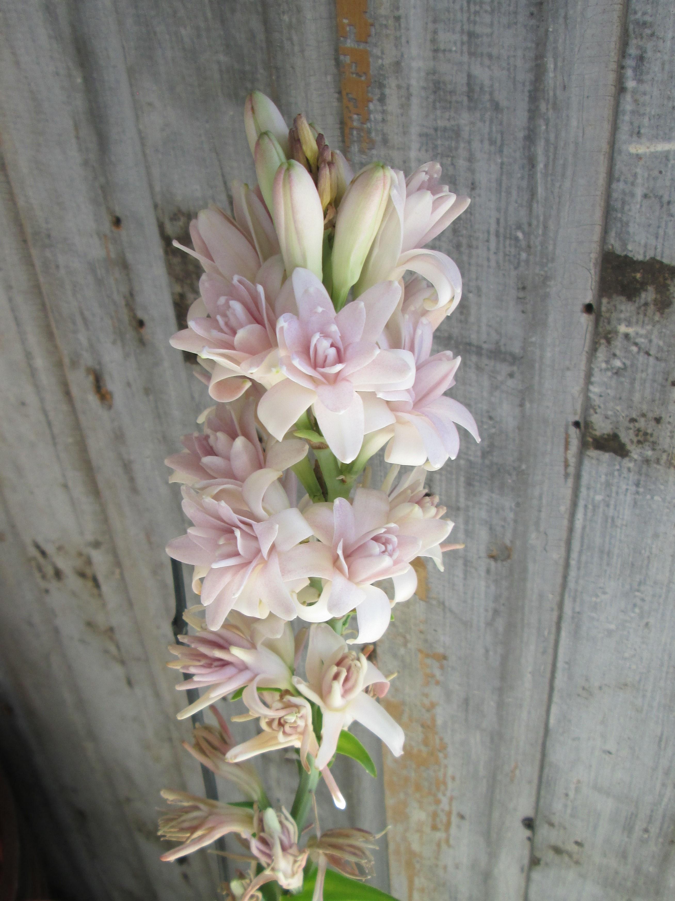 Summer Flowering Bulbs for Cut Flowers - Coming Soon for 2026 from Leo Berbee Bulb Company
